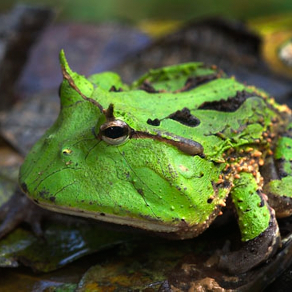 Ceratophrys cornuta 02-Lustbader.jpg