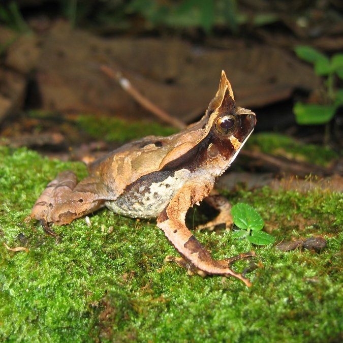 Rhinella ceratophrys-3.jpg