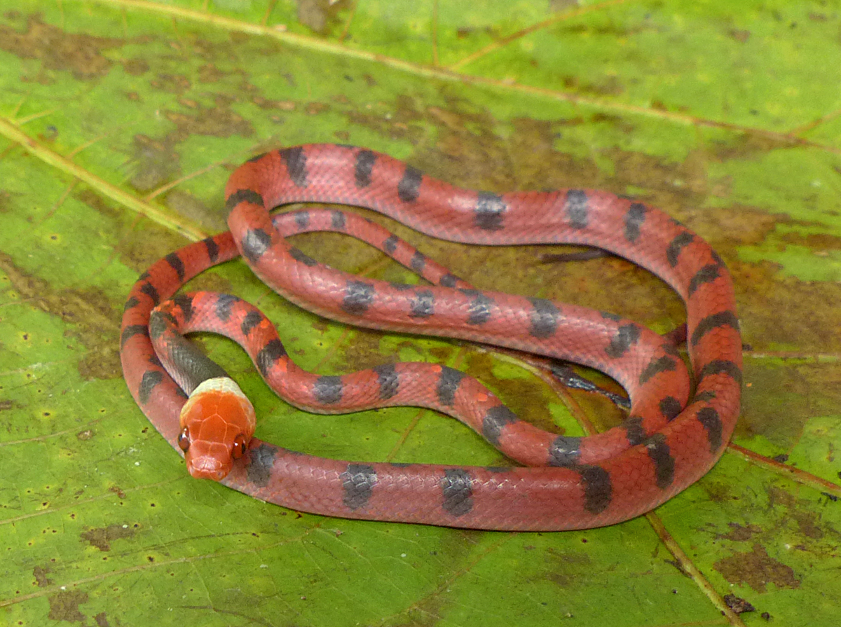   Siphlophis compressus  - Red Vine Snake (Photo by Mike Pingleton) 