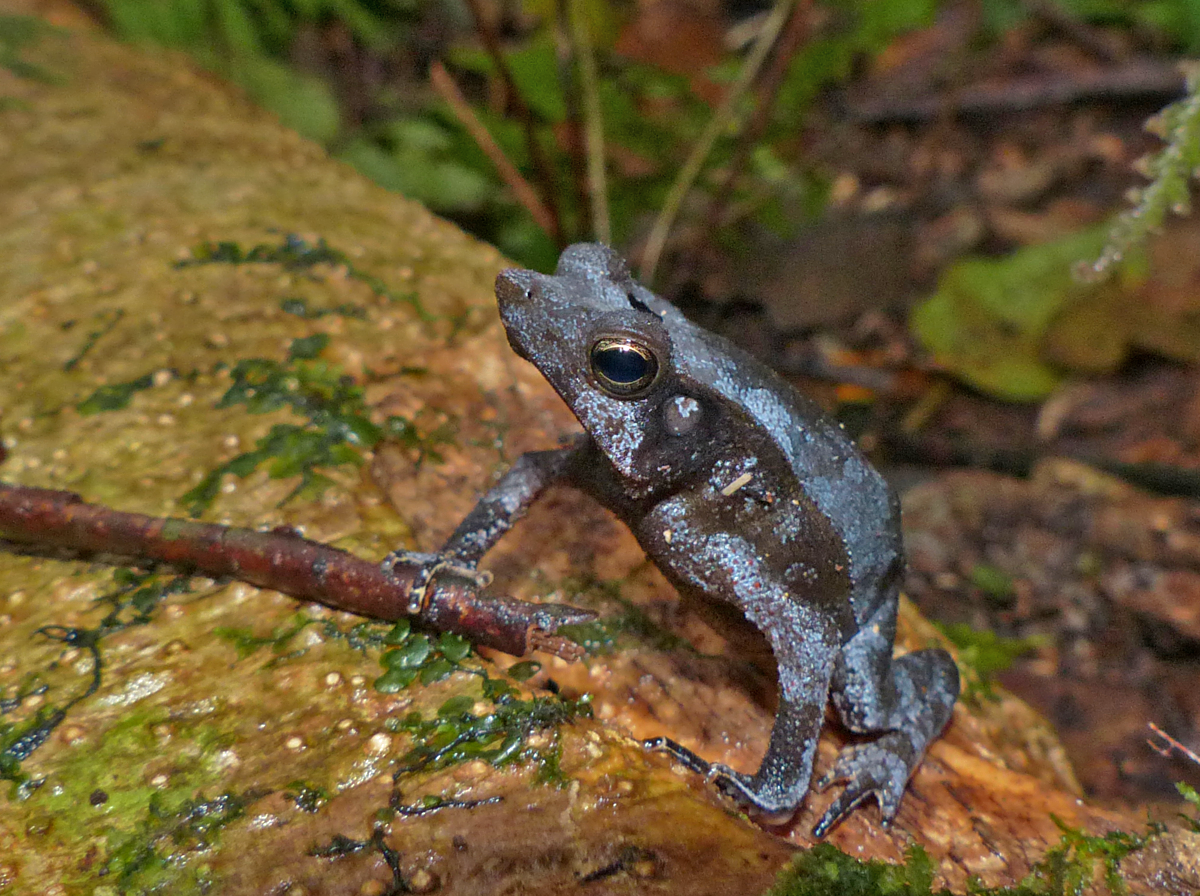   Rhinella margaritifera  - Crested Toad (Photo by Mike Pingleton) 