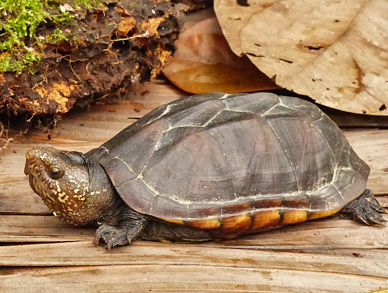   Kinosternon scorpioides  - Amazon Mud Turtle (Photo by Mike Pingleton) 