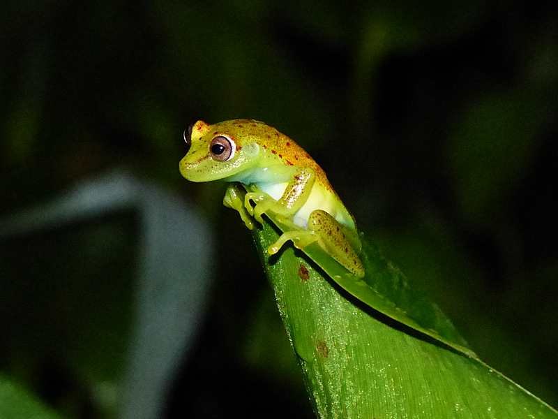   Hypsiboas punctatus  - Polka Dot Treefrog (Photo by Mike Pingleton) 