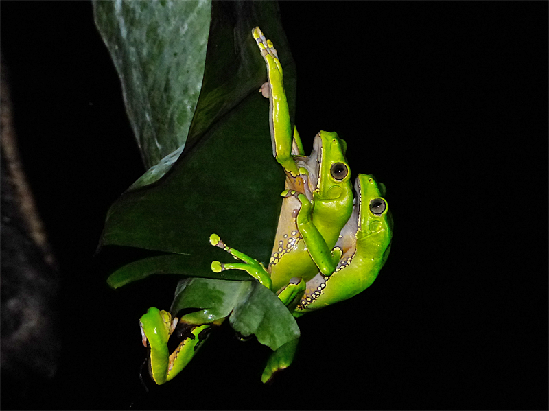   Phyllomedusa bicolor  - Giant Monkey Frog (Photo by Mike Pingleton) 