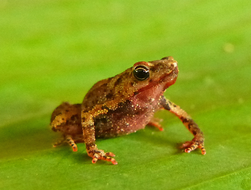   Amazophrynella minuta  - Orange-Bellied Leaf Toad (Photo by Mike Pingleton) 