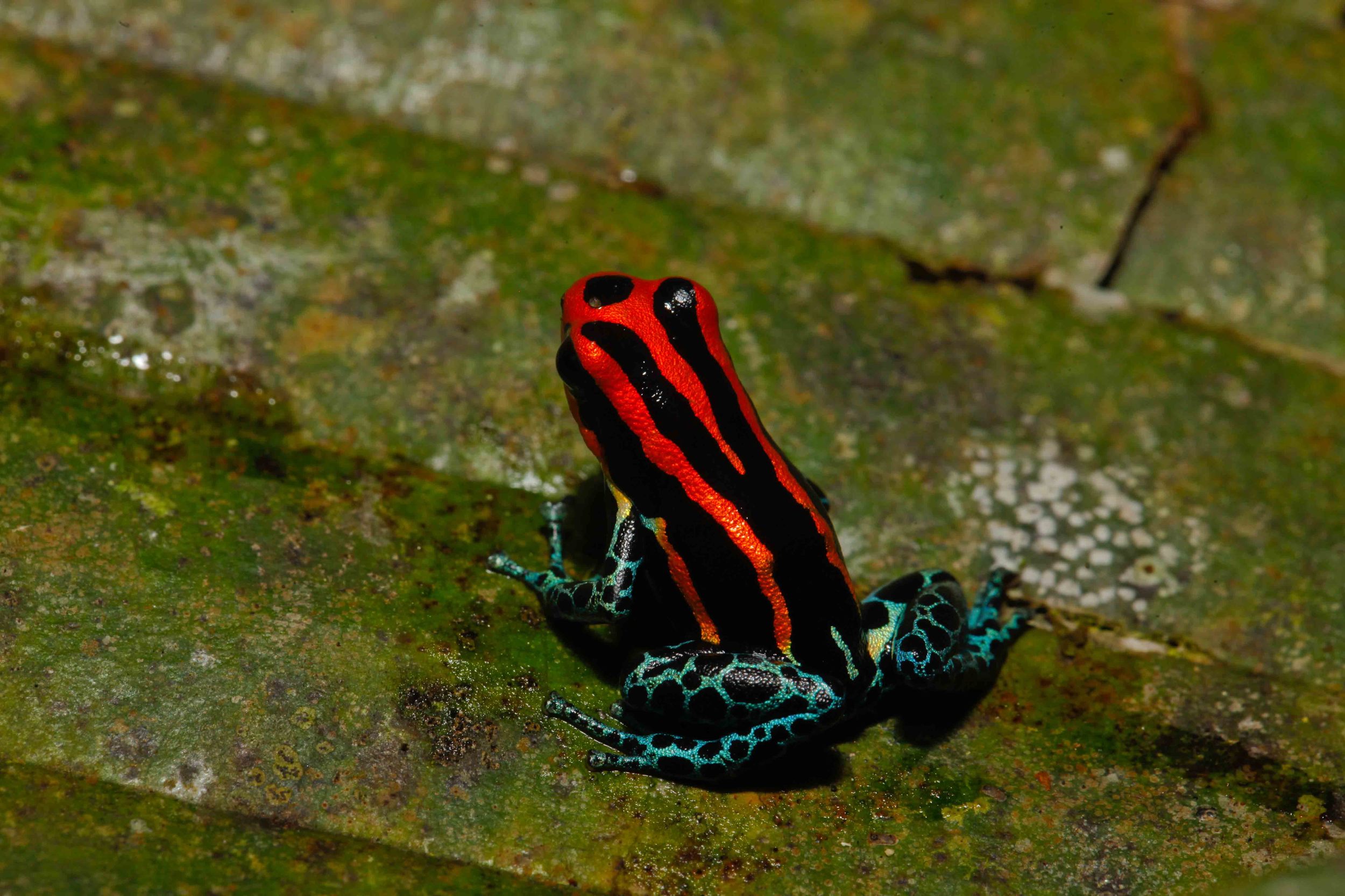 Ranitomeya amazonica (Photo by Matt Cage)