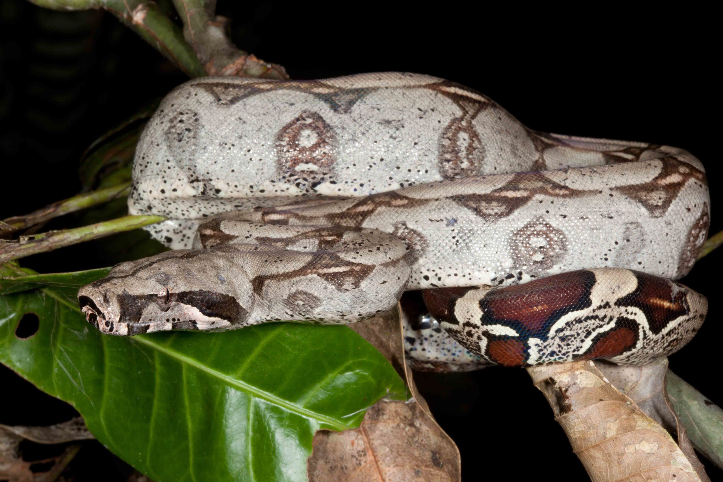 Boa constrictor constrictor, Red Tailed Boa (Photo by Matt Cage)