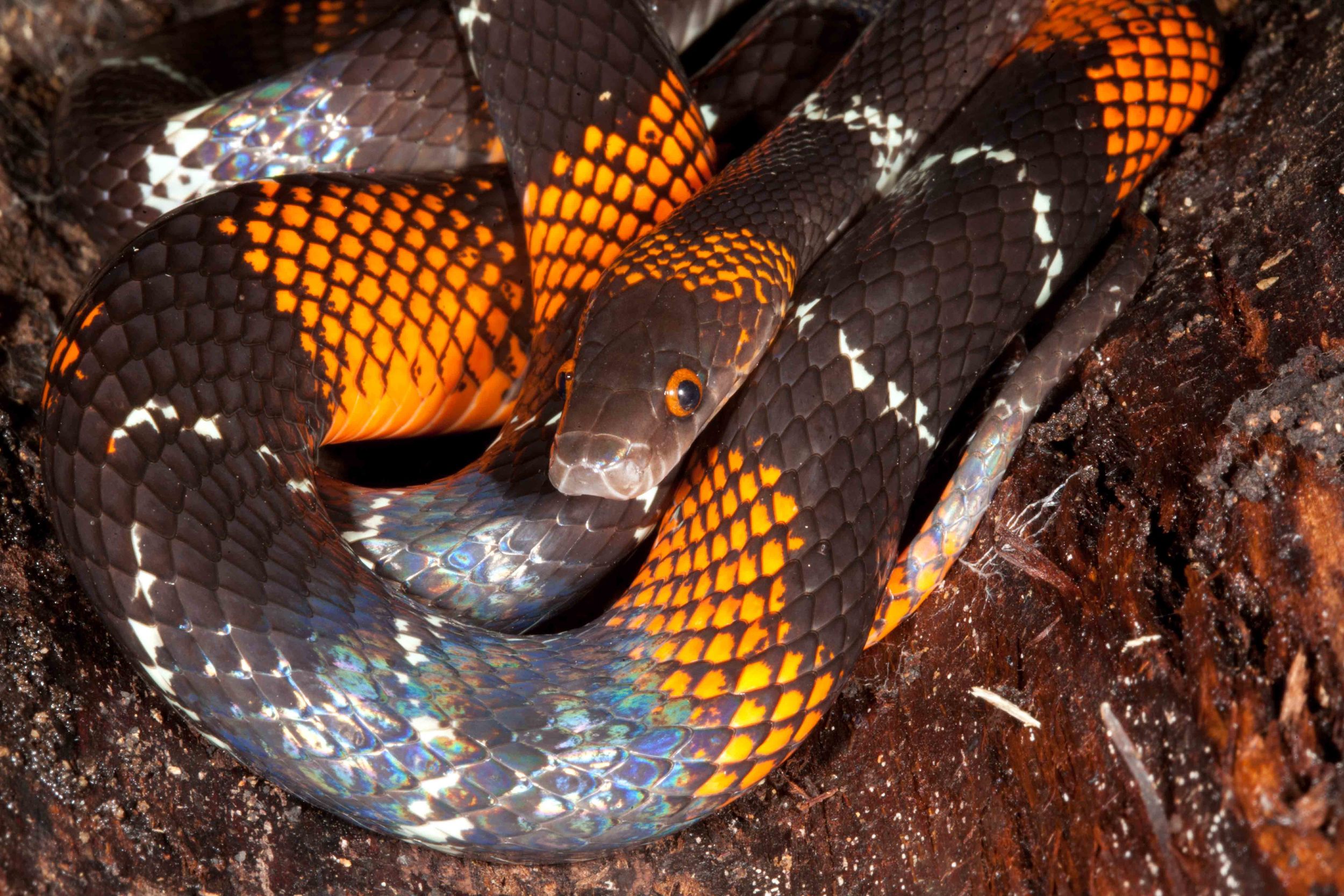 Oxyrhopus vanidicus, Black Headed Calico Snake (Photo by Matt Cage)