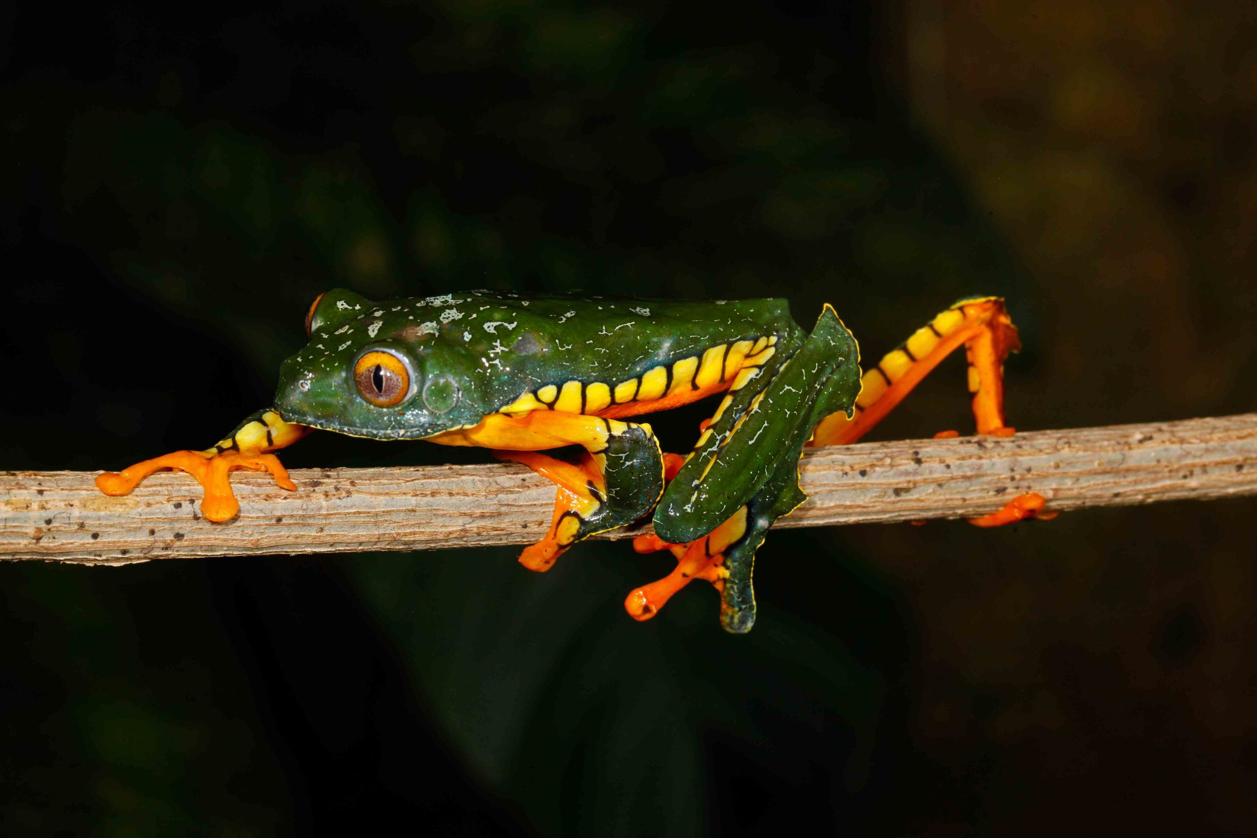 Cruziohyla calcarifer, Amazon Leaf Frog (Photo by Matt Cage)