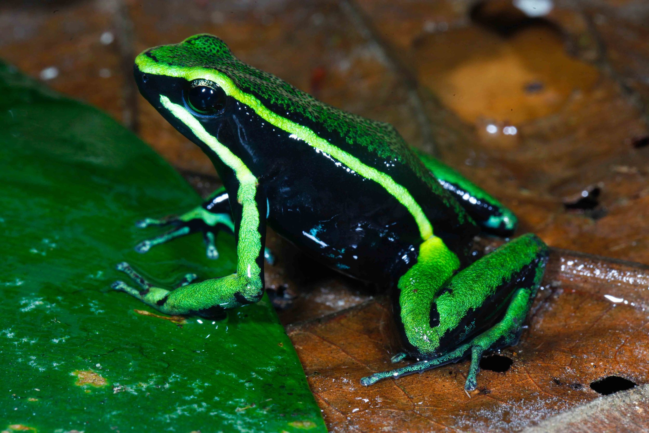 Ameerega trivittata, Three Striped Poison Frog (Photo by Matt Cage)