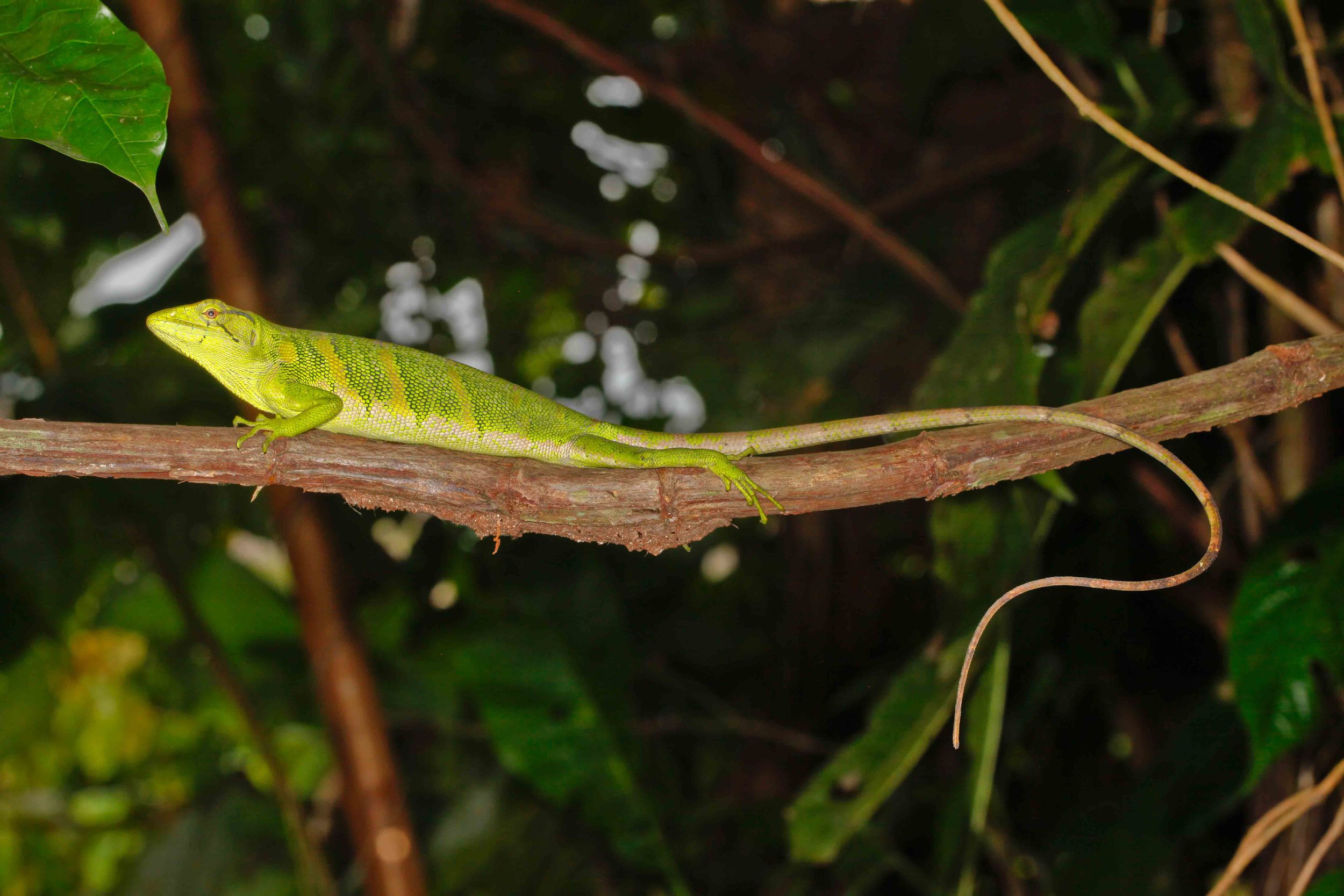 Polychrus marmoratus, Amazon Monkey Lizard (Photo by Matt Cage)