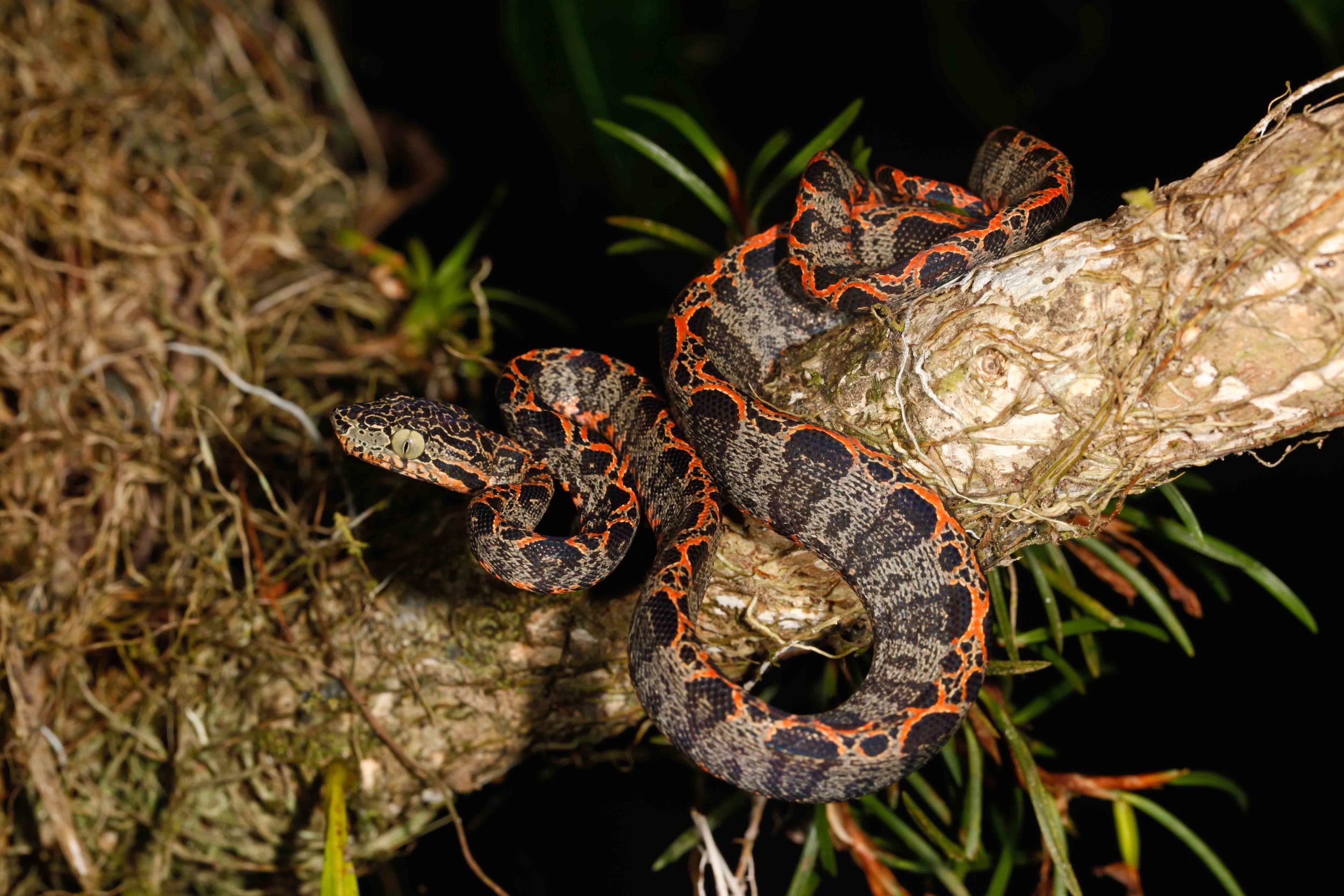 Corallus hortulanus, Amazon Tree Boa (Photo by Matt Cage)