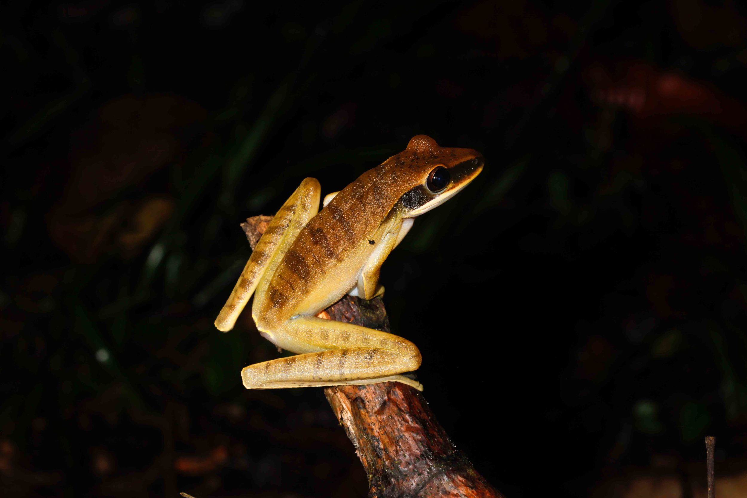 Hypsiboas lanciformis, Rocket Treefrog (Photo by Matt Cage)