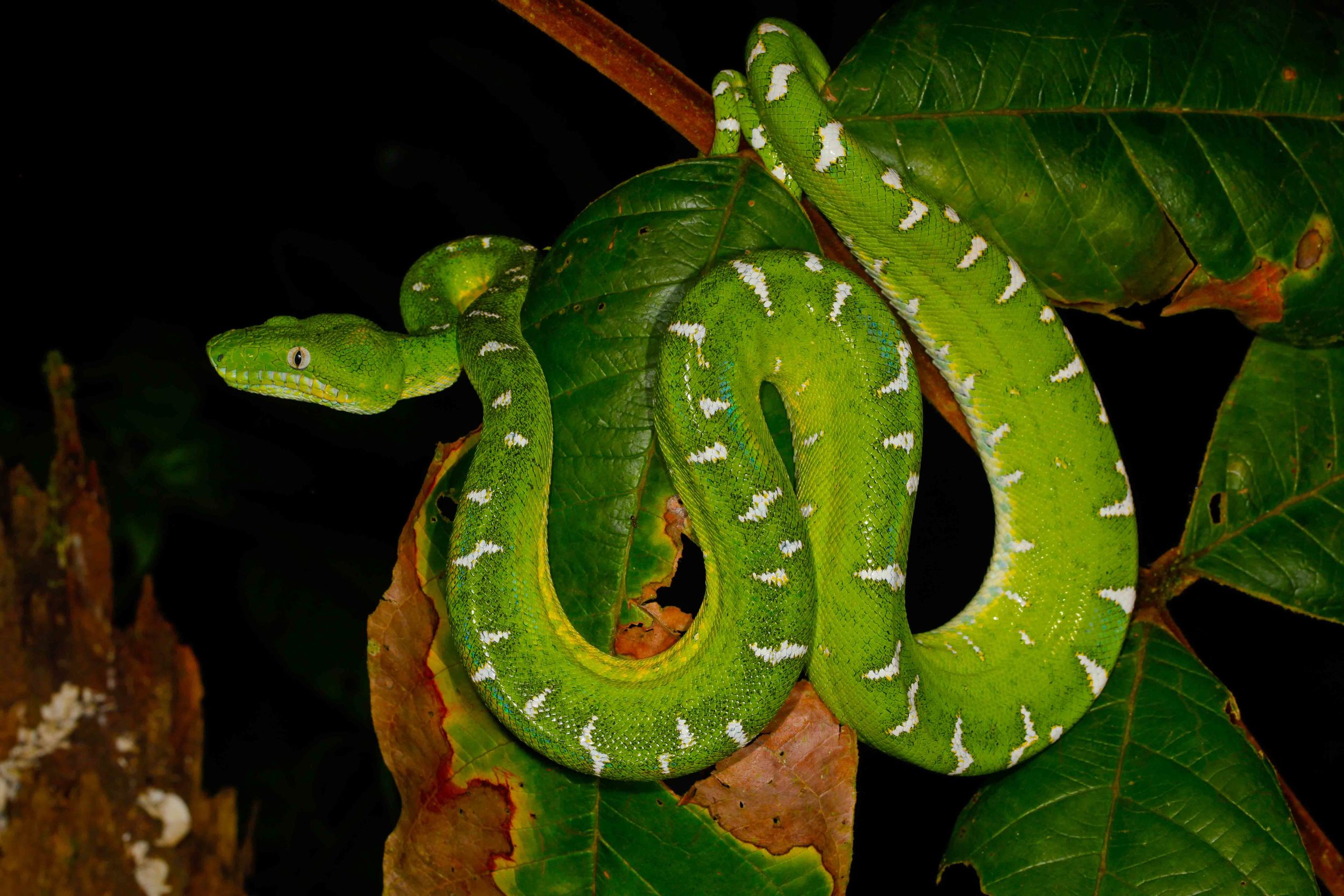 Corallus batesii, Emerald Tree Boa (Photo by Matt Cage)