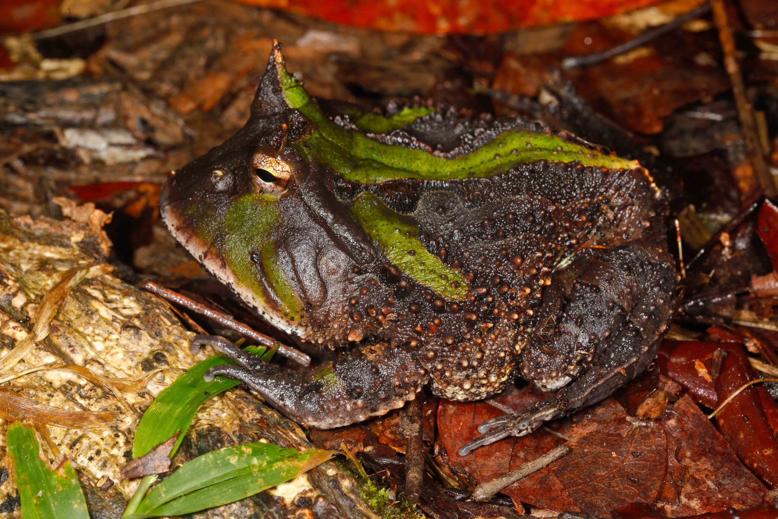 Ceratophrys cornuta, Surinam Horned Frog (Photo by Matt Cage)