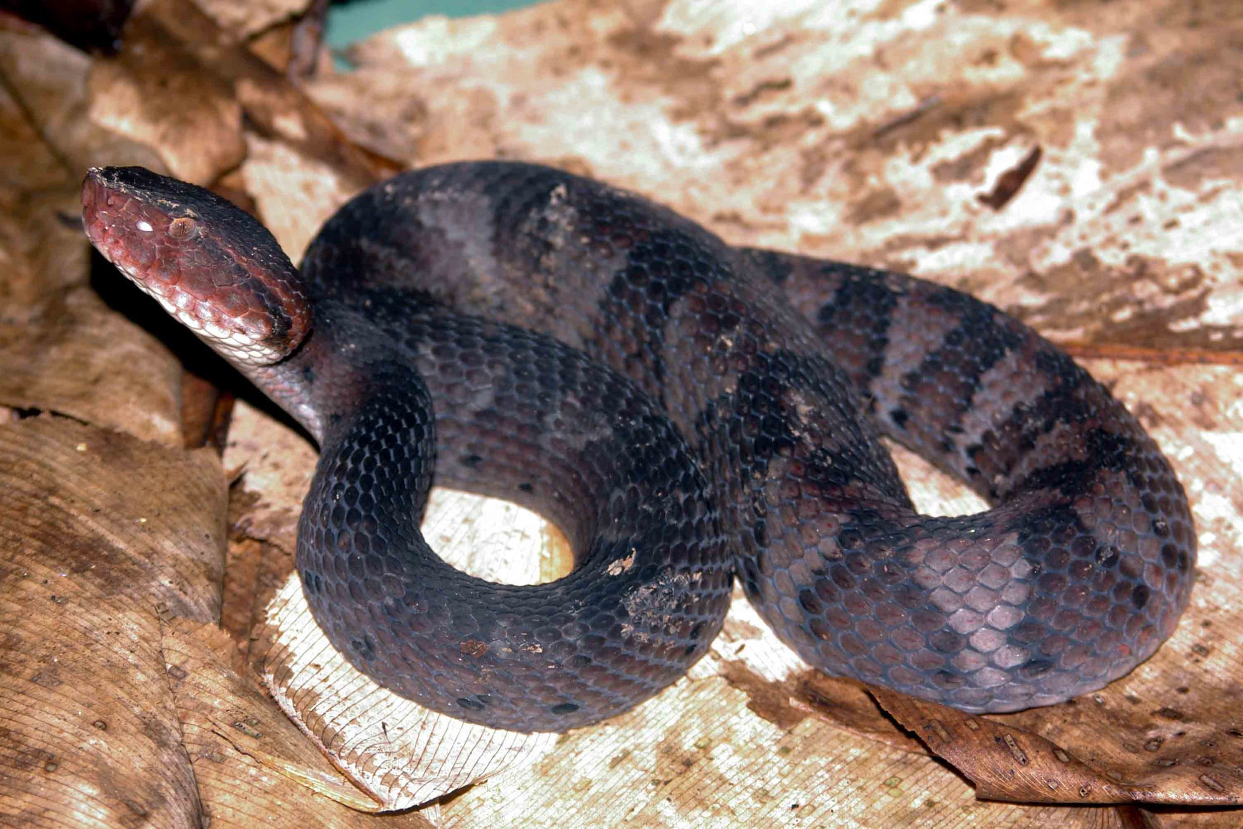 Bothrocophias hyoprora, Amazonian Hog-Nosed Lancehead (Photo by Matt Cage)