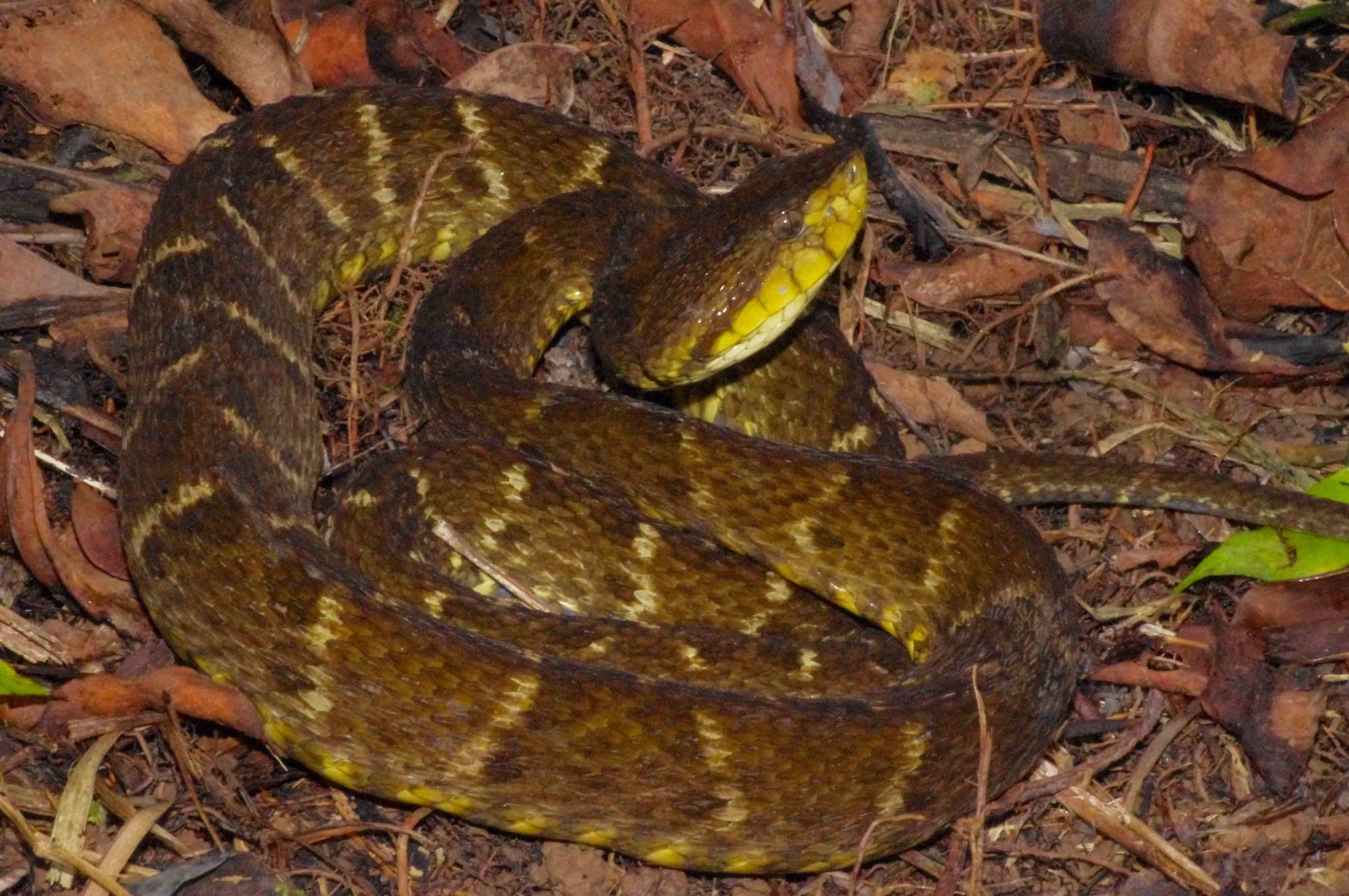 Bothrops atrox, South American Fer-de-Lance (Photo by Matt Cage)