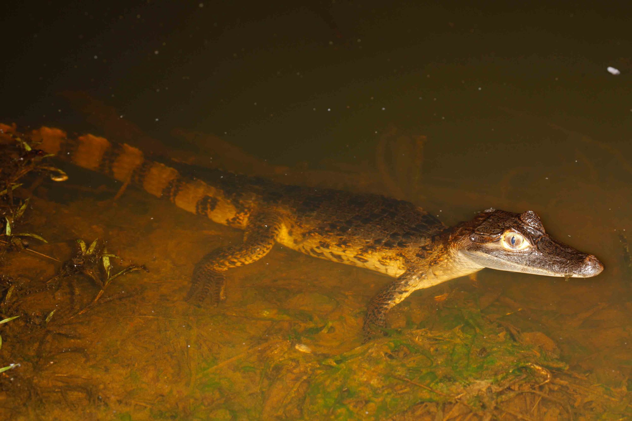 Caiman crocodilus, Spectacled Caiman (Photo by Matt Cage)