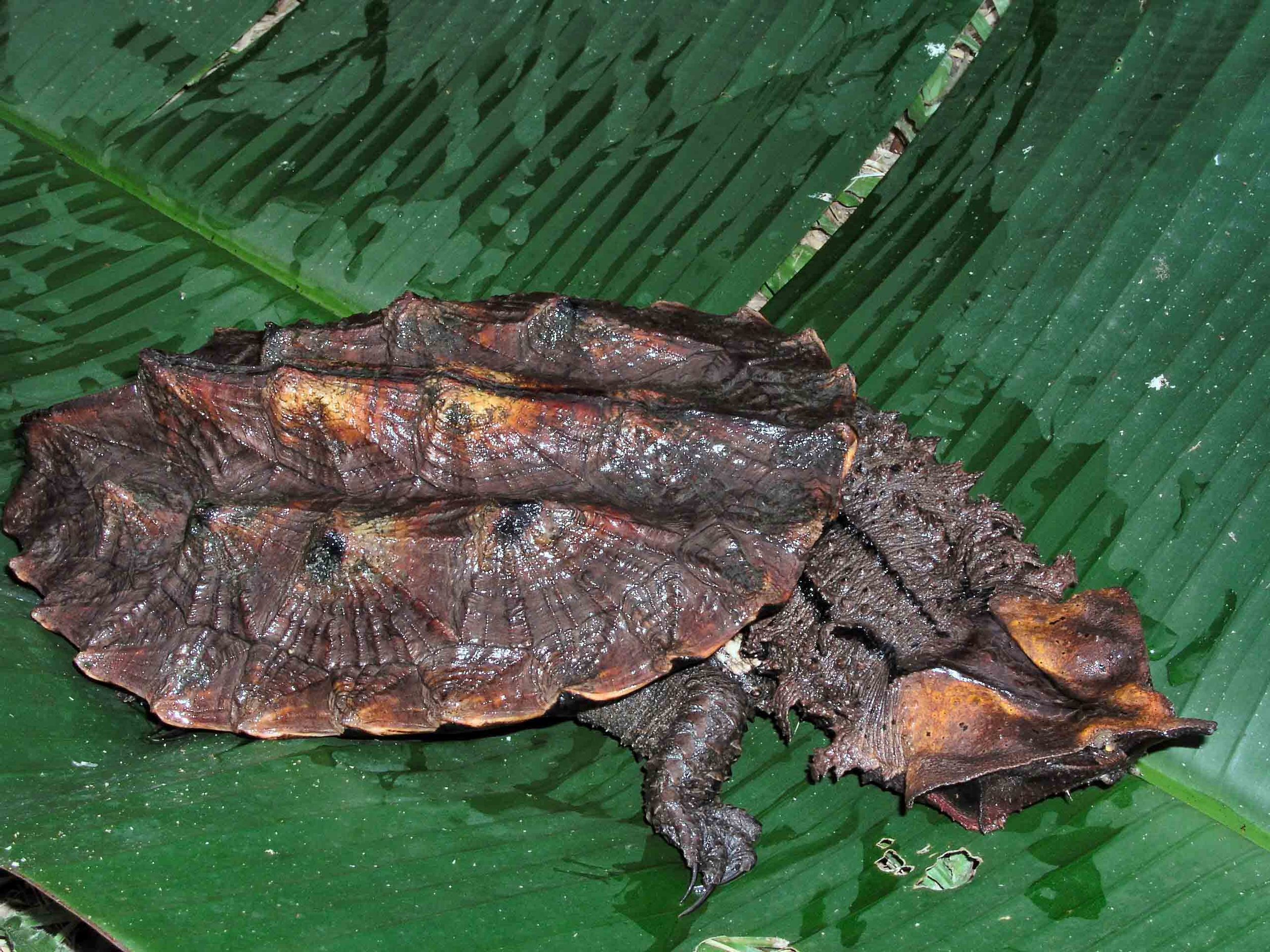 Chelus fimbriatus, Mata Mata Turtle (Photo by Matt Cage)