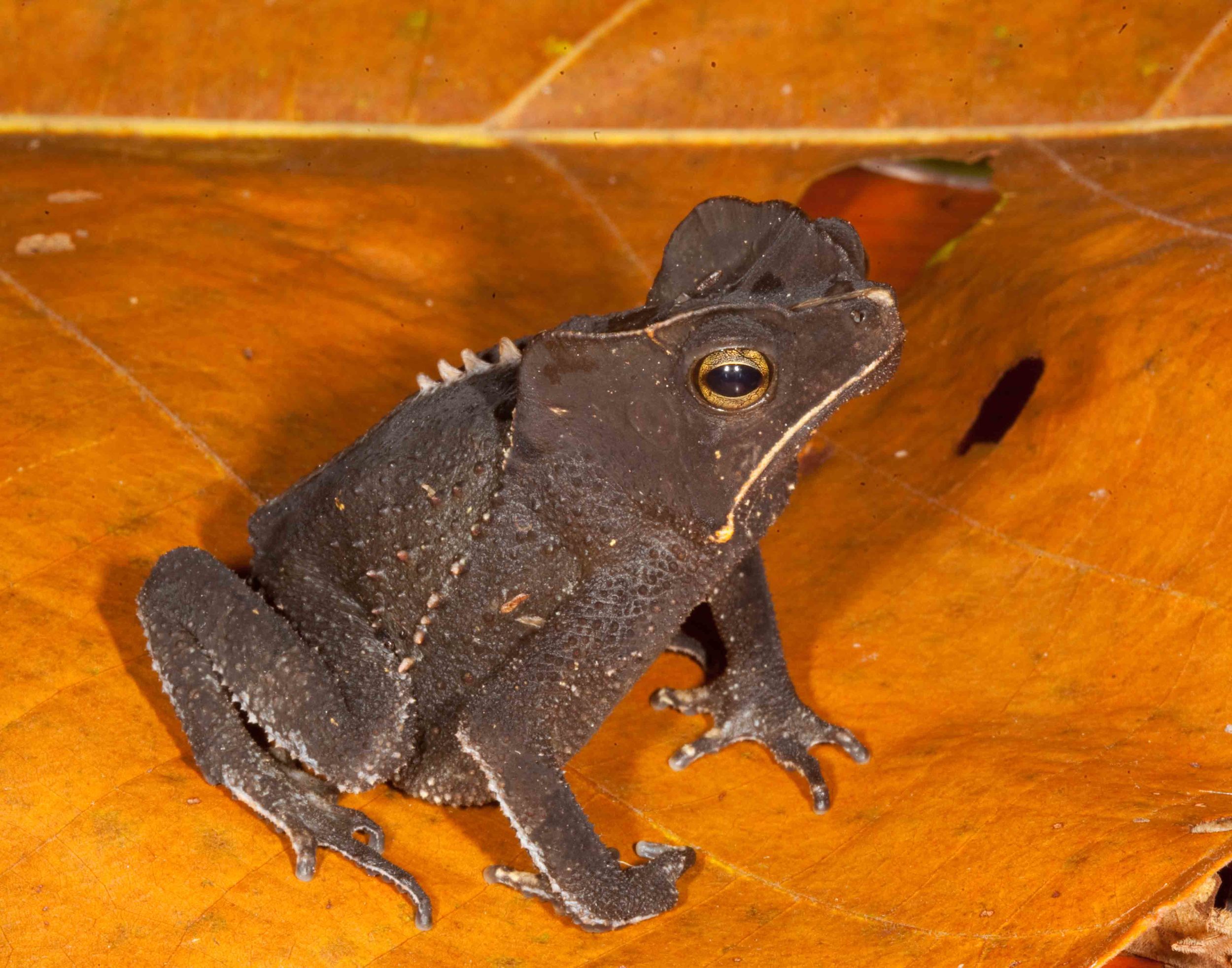 Rhinella margaritifera, Crested Forest Toad (Photo by Matt Cage)