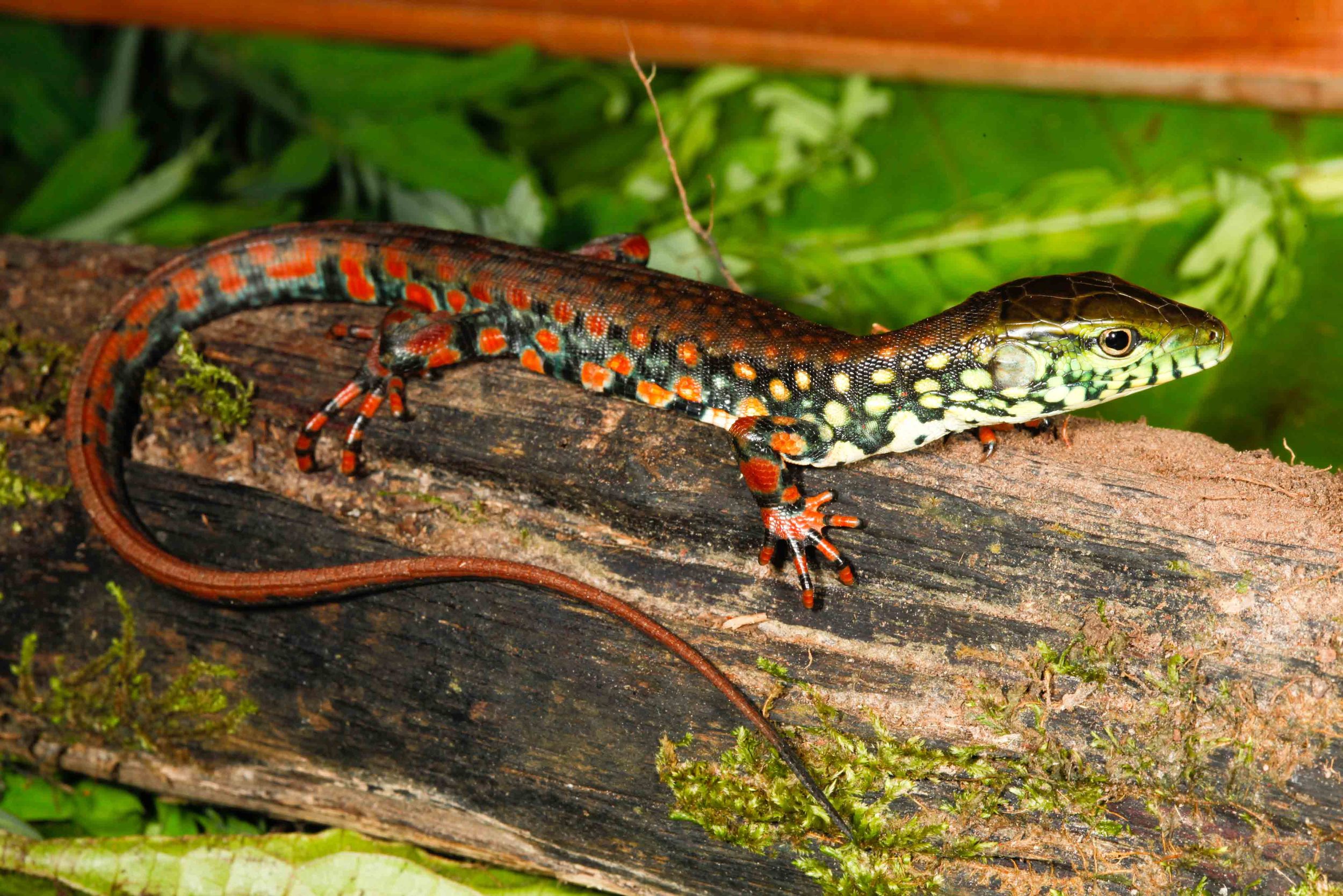 Crocodilurus amazonicus, Crocodile Tegu (Photo by Matt Cage)