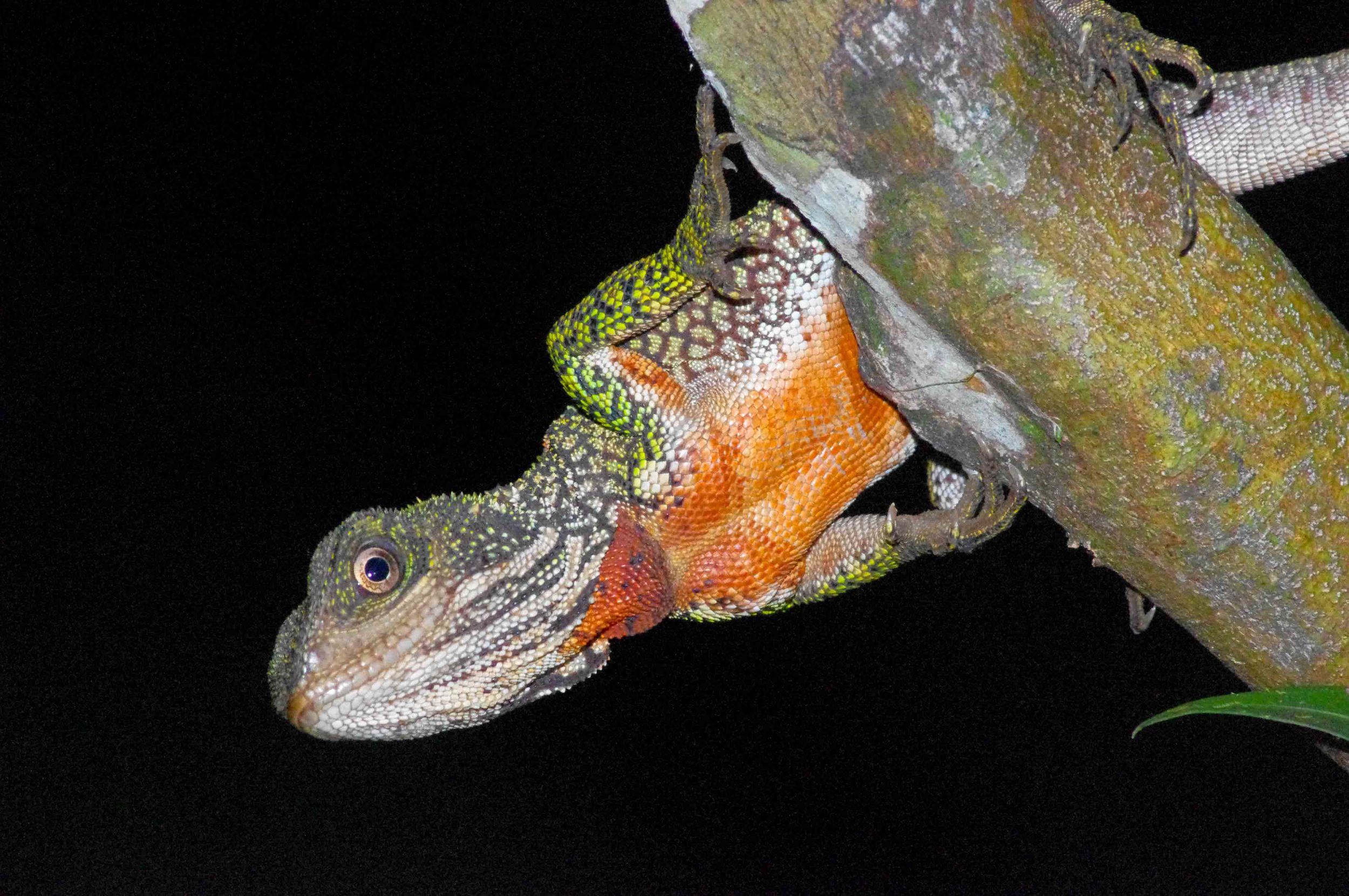 Enyalioides laticeps, Amazon Forest Dragon (Photo by Matt Cage)