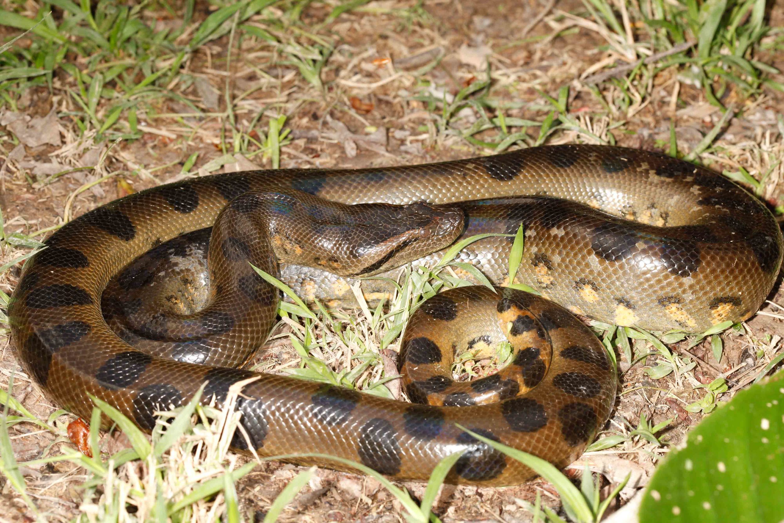 Eunectes murinus, Green Anaconda (Photo by Matt Cage)