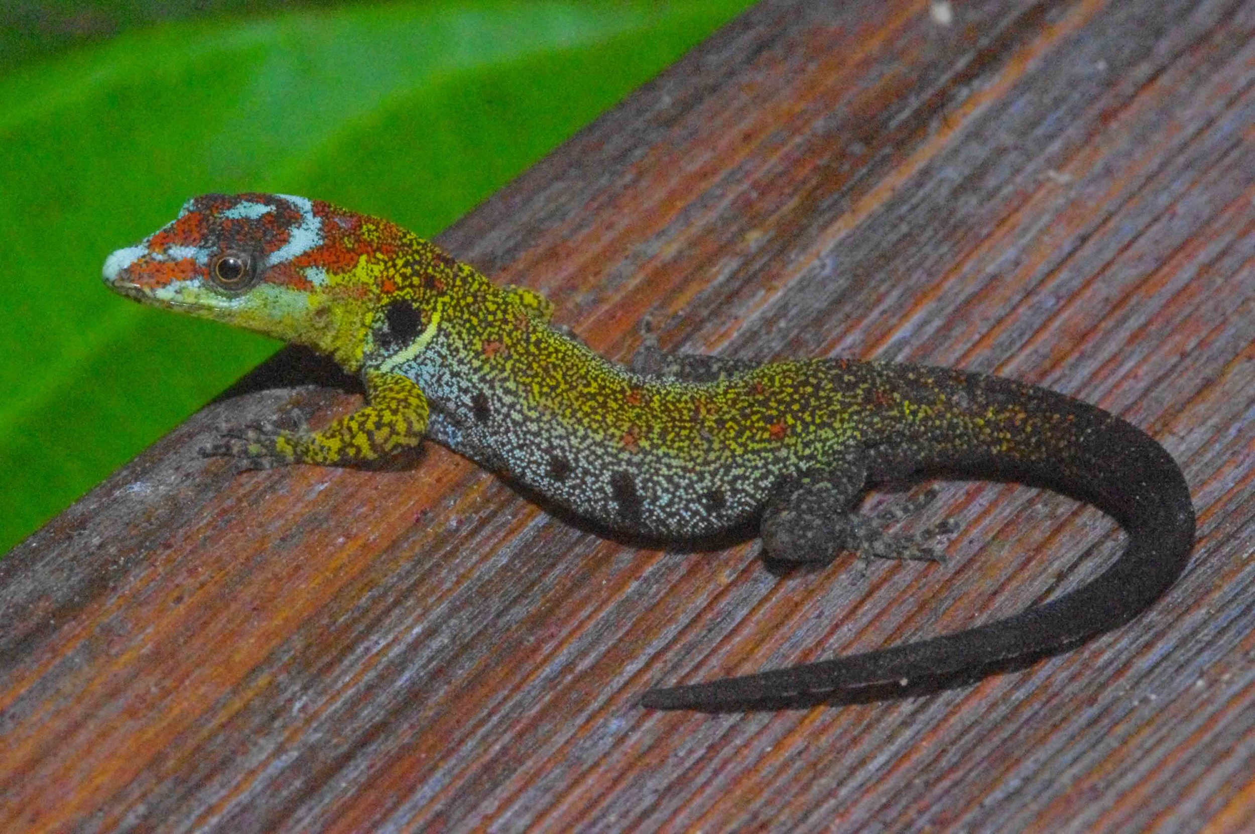 Gonatodes humeralis, Bridled Forest Gecko (Photo by Matt Cage)