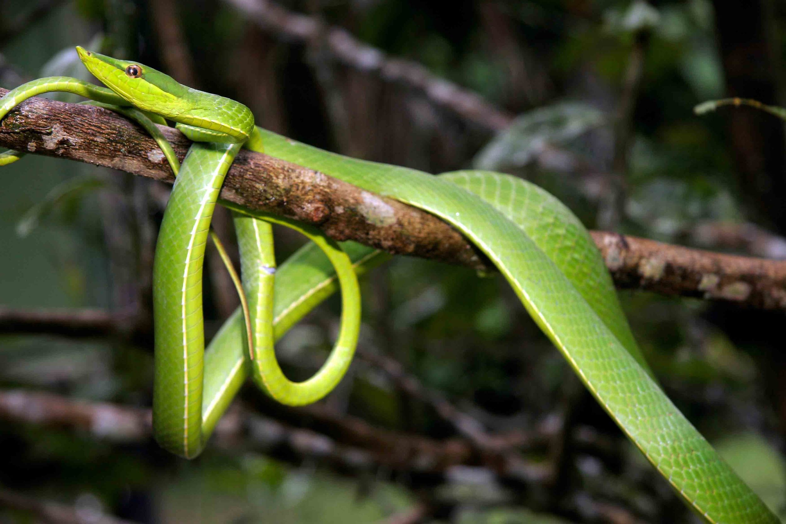 Oxybelis fulgidus, Green Vine Snake (Photo by Matt Cage)