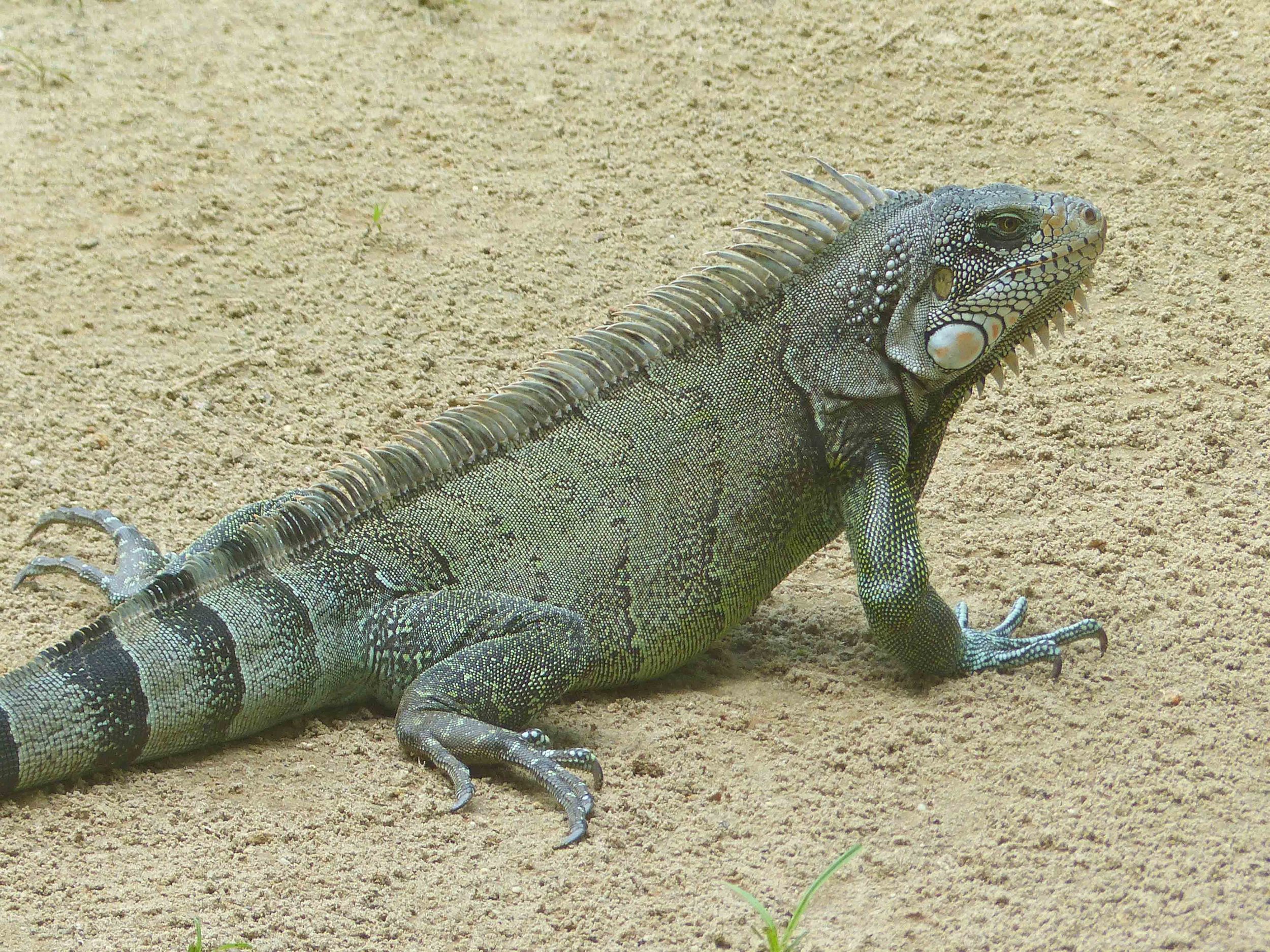 Iguana iguana, Green Iguana (Photo by Matt Cage)