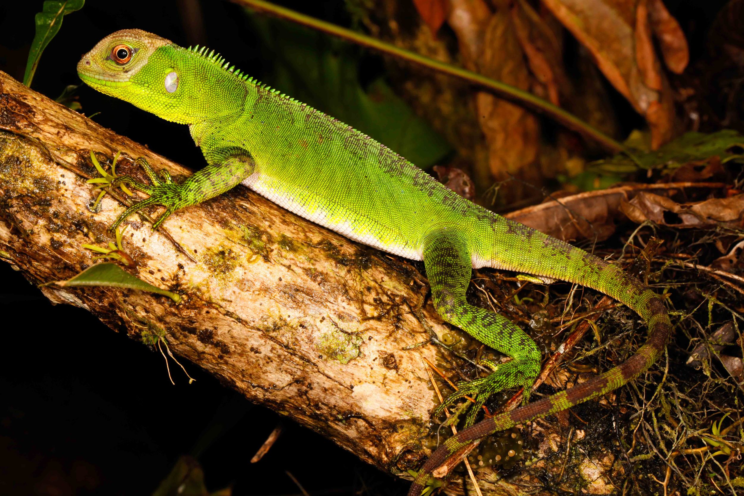 Enyalioides laticeps, Amazon Forest Dragon (Photo by Matt Cage)