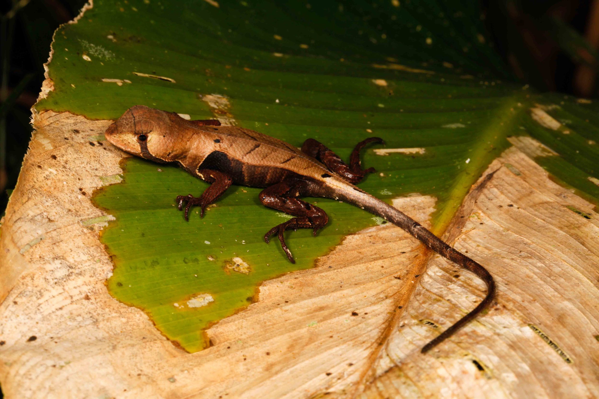 Stenocercus fimbriatus Amazon Leaf Lizard (Photo by Matt Cage)