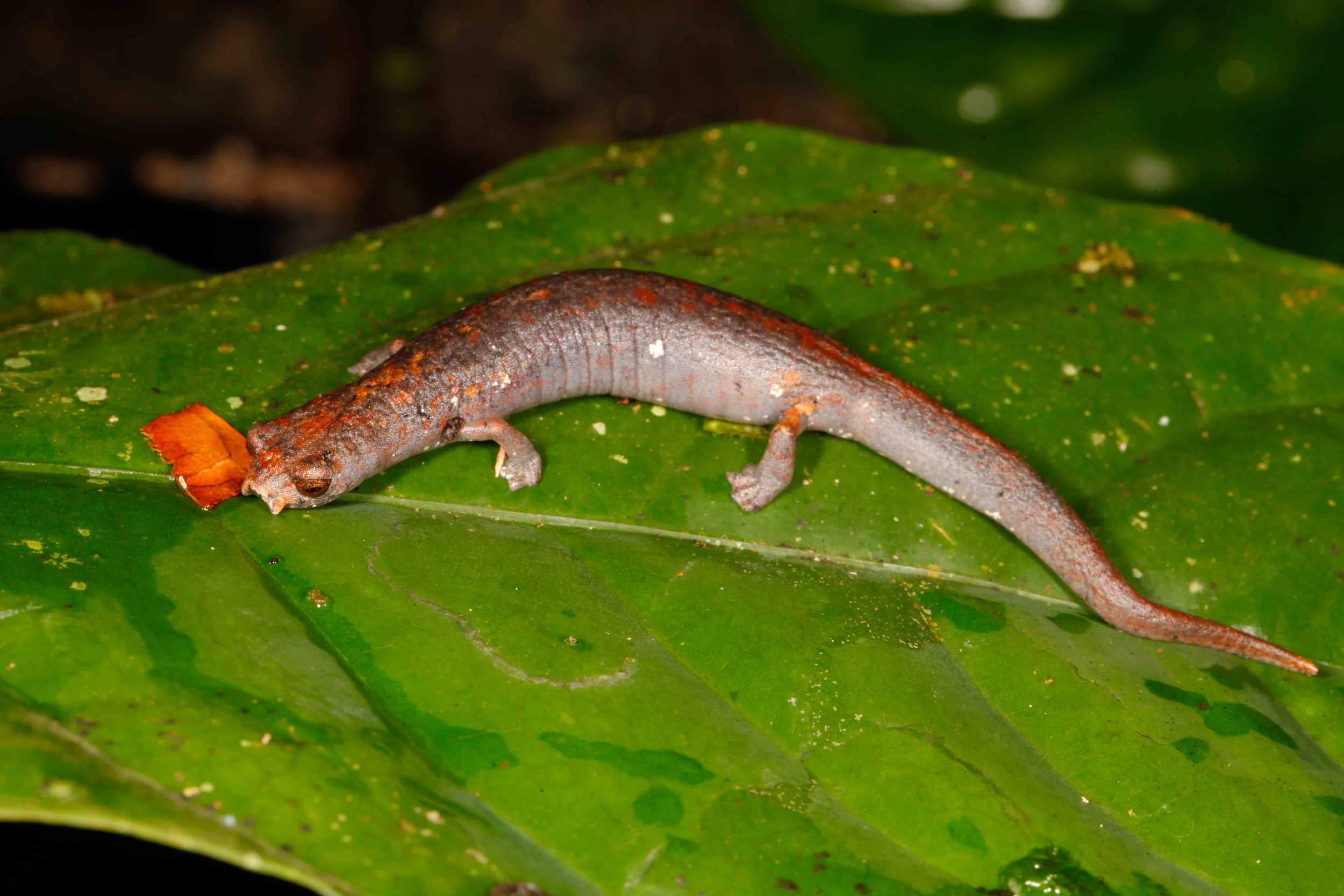 Bolitoglossa altamazonica, Amazon Climbing Salamander (Photo by Matt Cage)