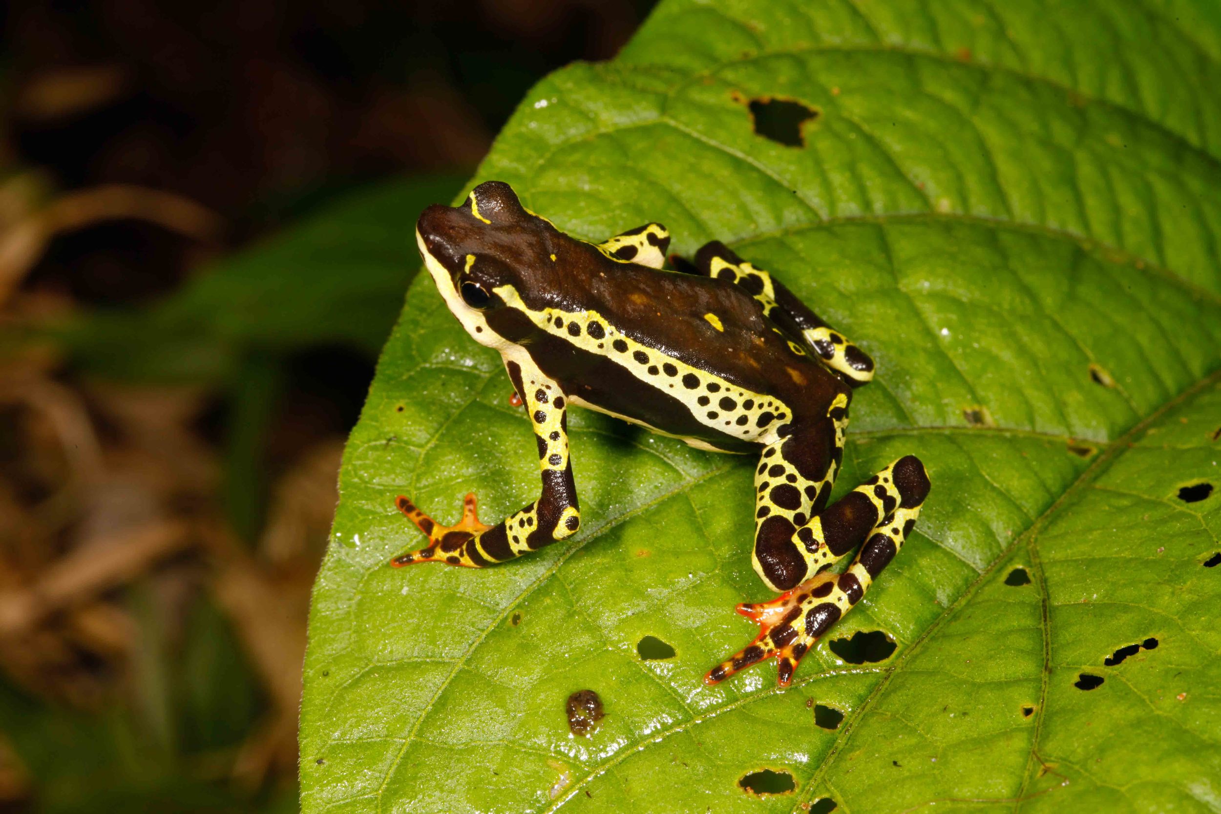 Atelopus spumarius, Amazon Harlequin Toad (Photo by Matt Cage)