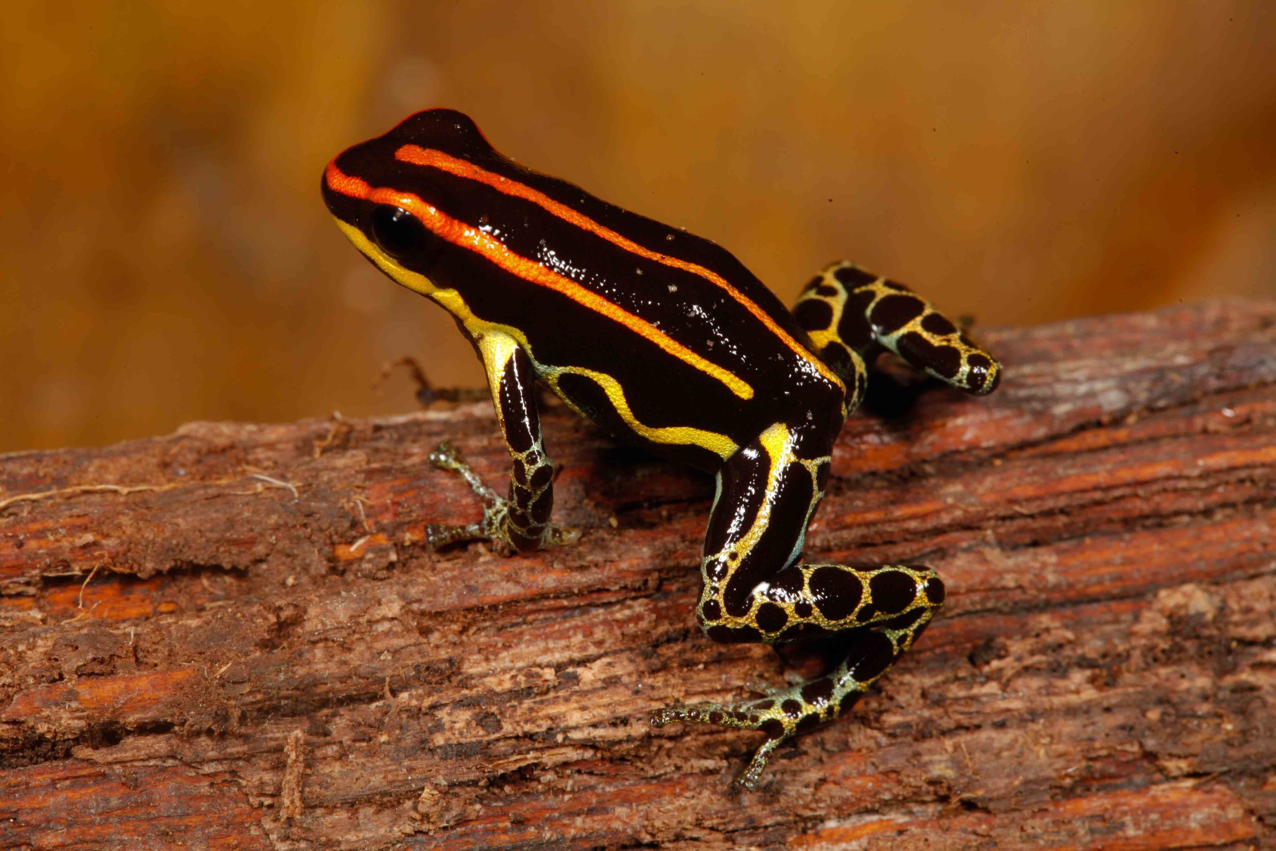 Ranitomeya uakarii, Peruvian Amazon Poison Frog (Photo by Matt Cage)