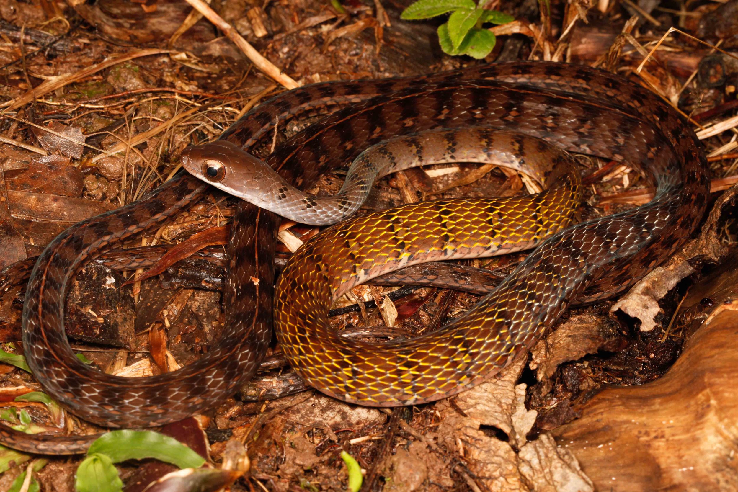 Dendrophidion dendrophis, Olive Forest Racer (Photo by Matt Cage)