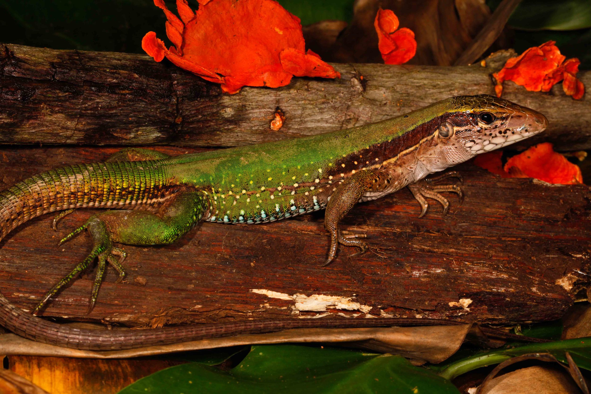 Ameiva ameiva, Amazon Whiptail (Photo by Matt Cage)