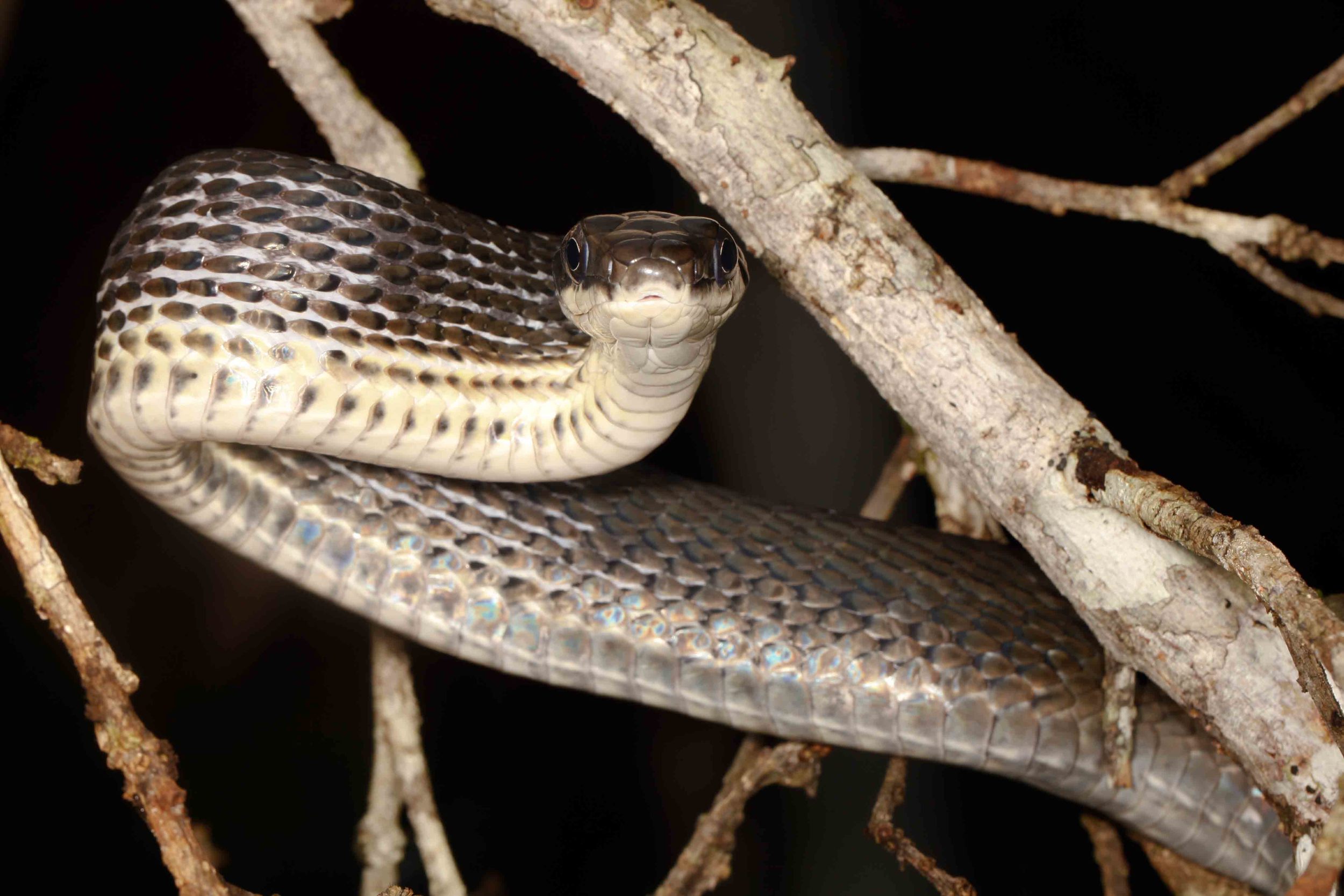 Phrynonax (Pseustes) poecilonotus, Common Bird Snake (Photo by Matt Cage)