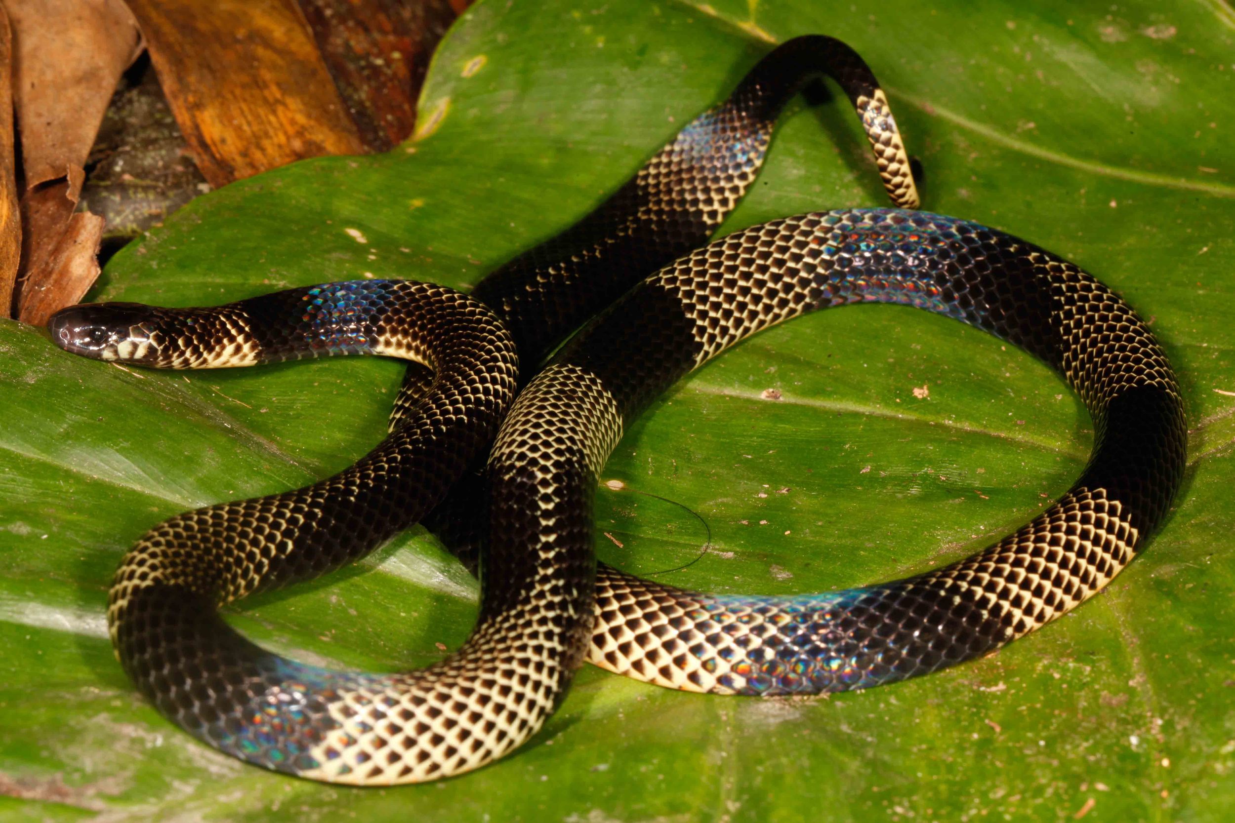 Micrurus putumayensis, Sooty Coral Snake (Photo by Matt Cage)