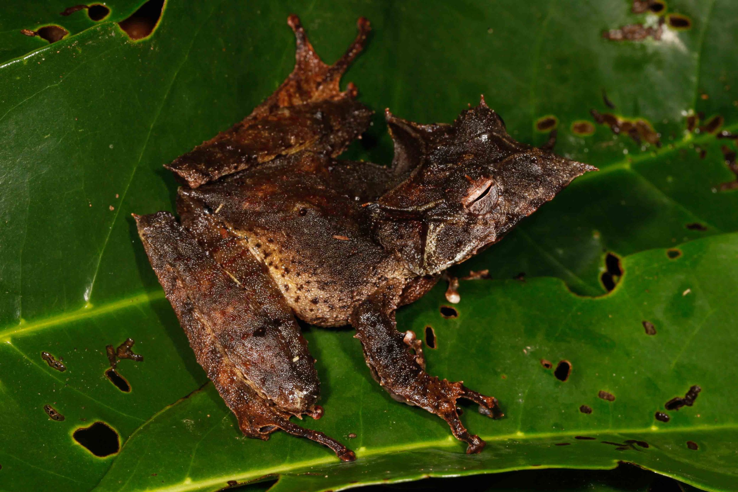 Hemiphractus proboscideus, Long Nosed Casque Headed Treefrog (Photo by Matt Cage)