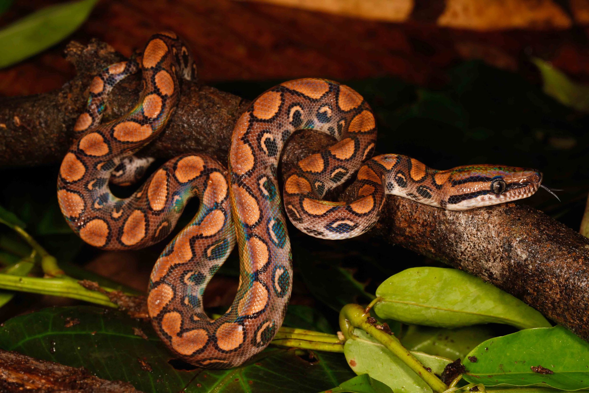 Epicrates cenchria, Peruvian Rainbow Boa (Photo by Matt Cage)