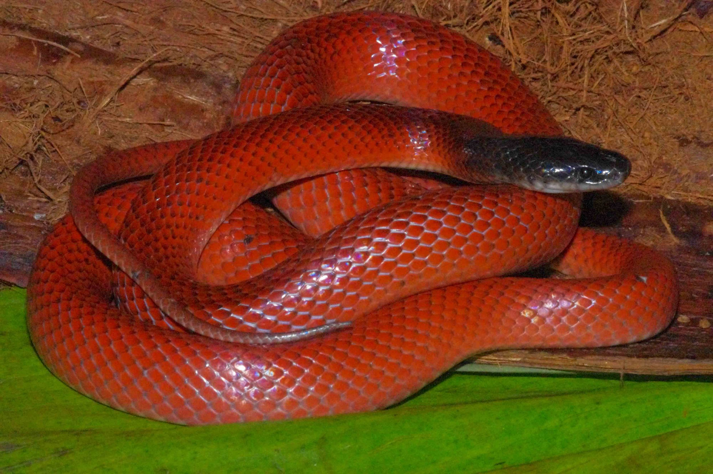 Pseudoboa coronata, Amazon Scarlet Snake (Photo by Matt Cage)