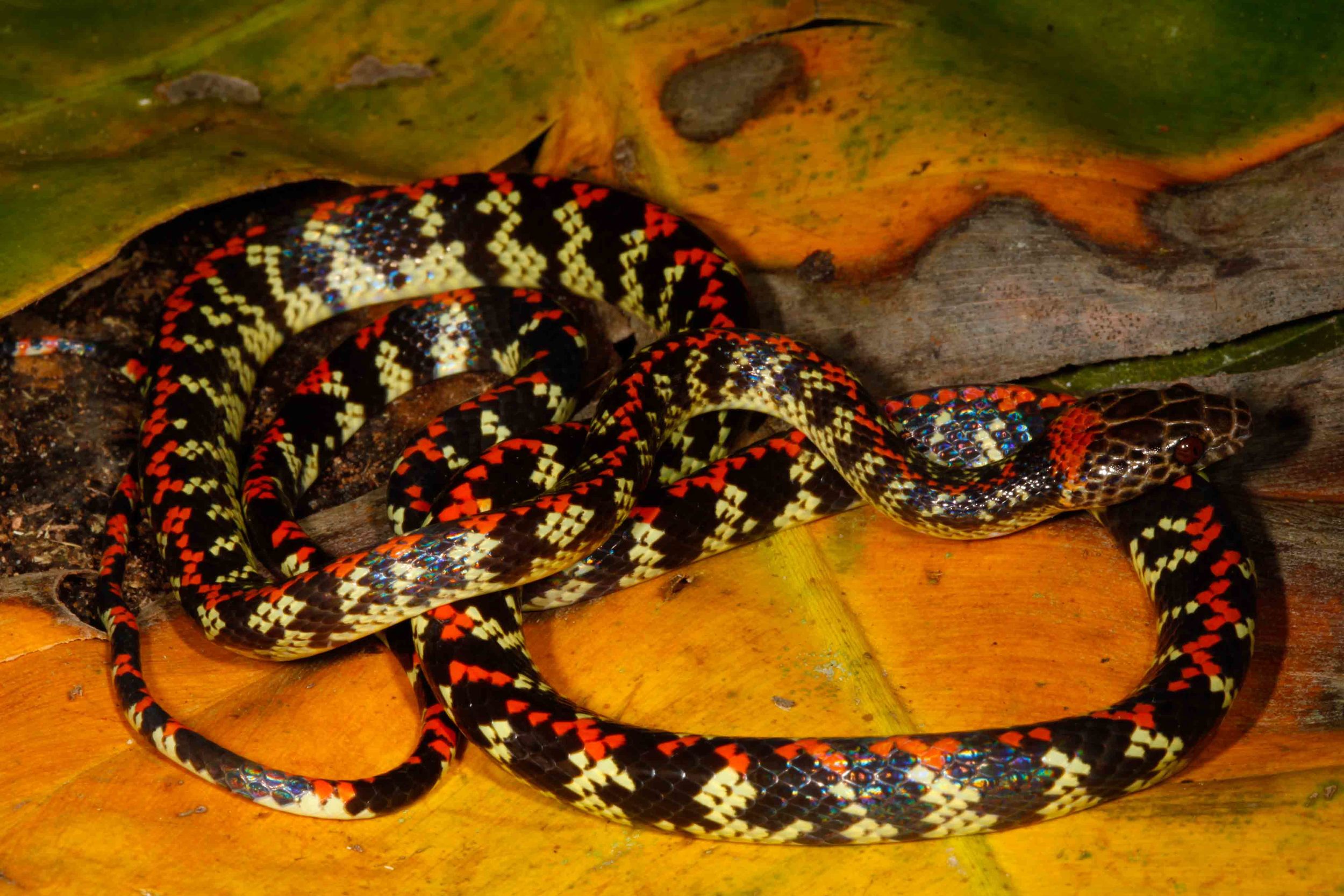 Siphlophus cervinus, Common Liana Snake (Photo by Matt Cage)