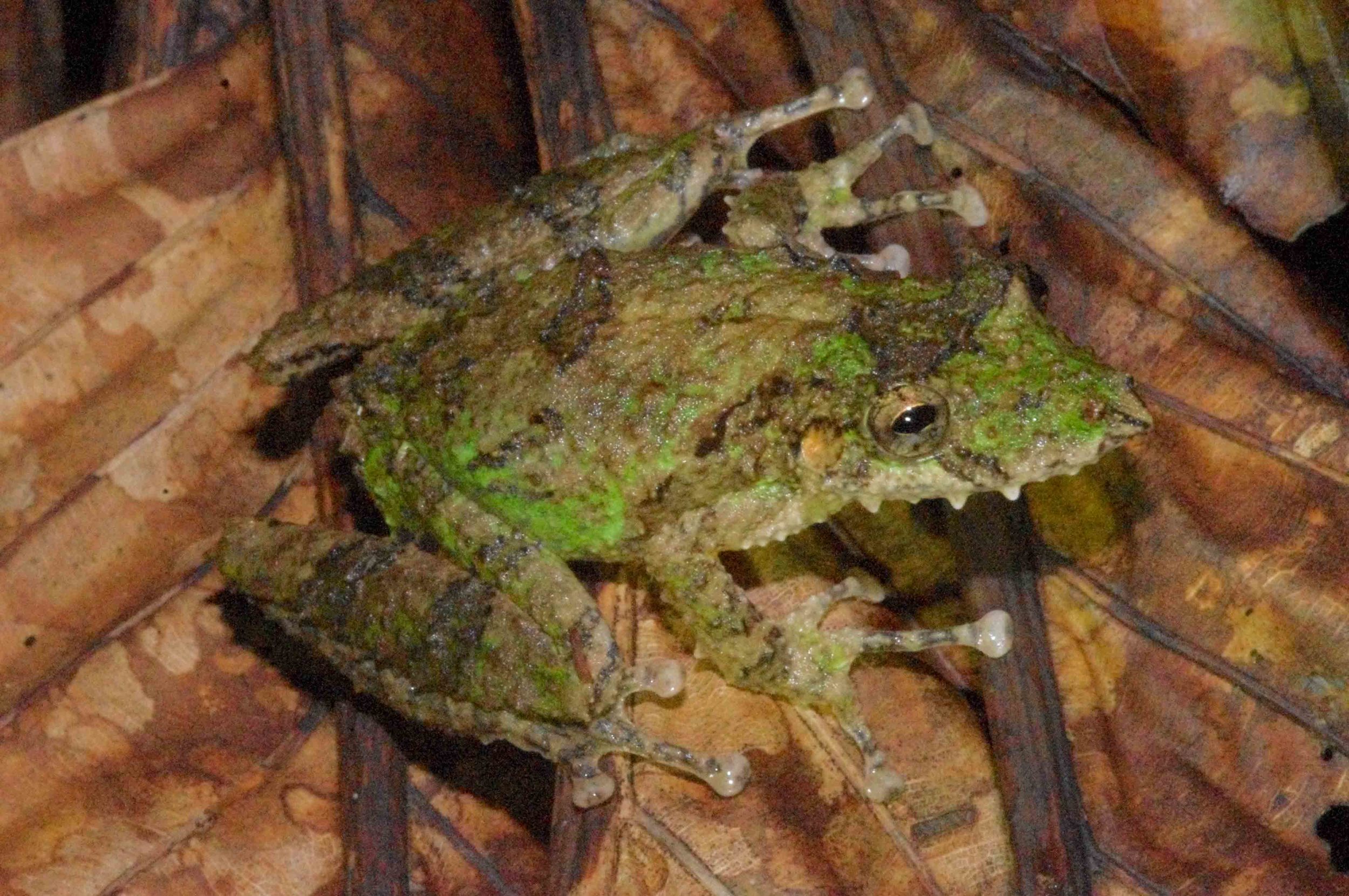 Scinax garbei, Fringe Lipped Treefrog (Photo by Matt Cage)