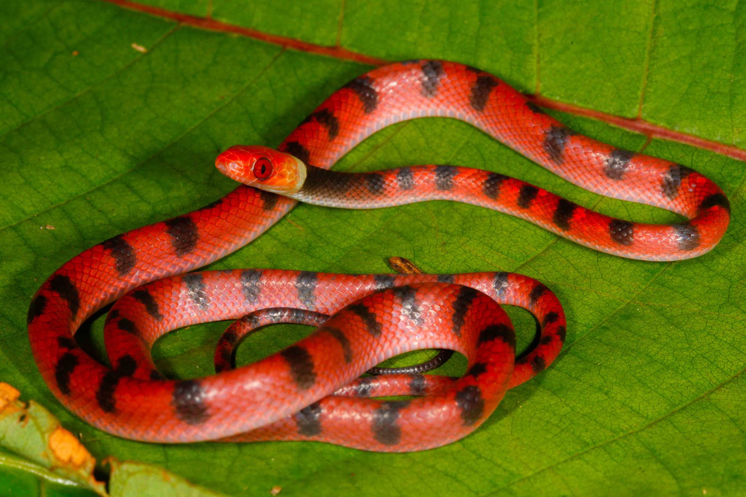 Siphlophis compressus, Red Vine Snake (Photo by Matt Cage)