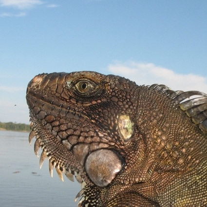 Iguana iguana_20080811_3.jpg