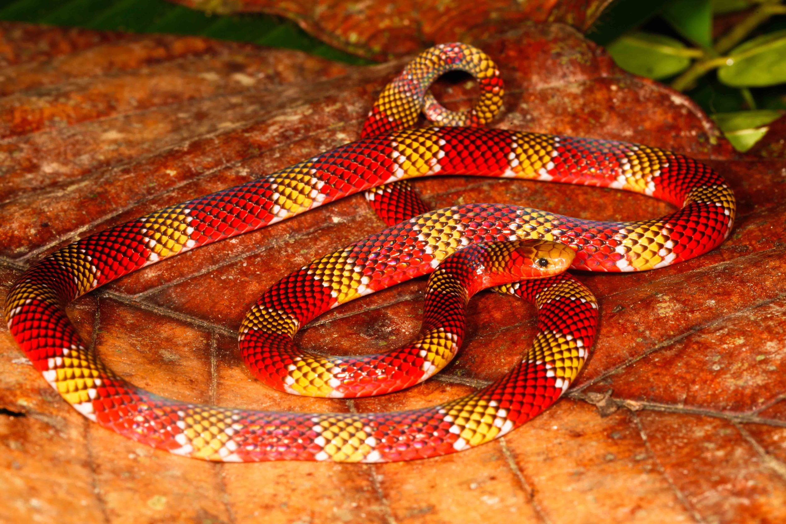 Micrurus langsdorffi, Langsdorff's Coral Snake (Photo by Matt Cage)
