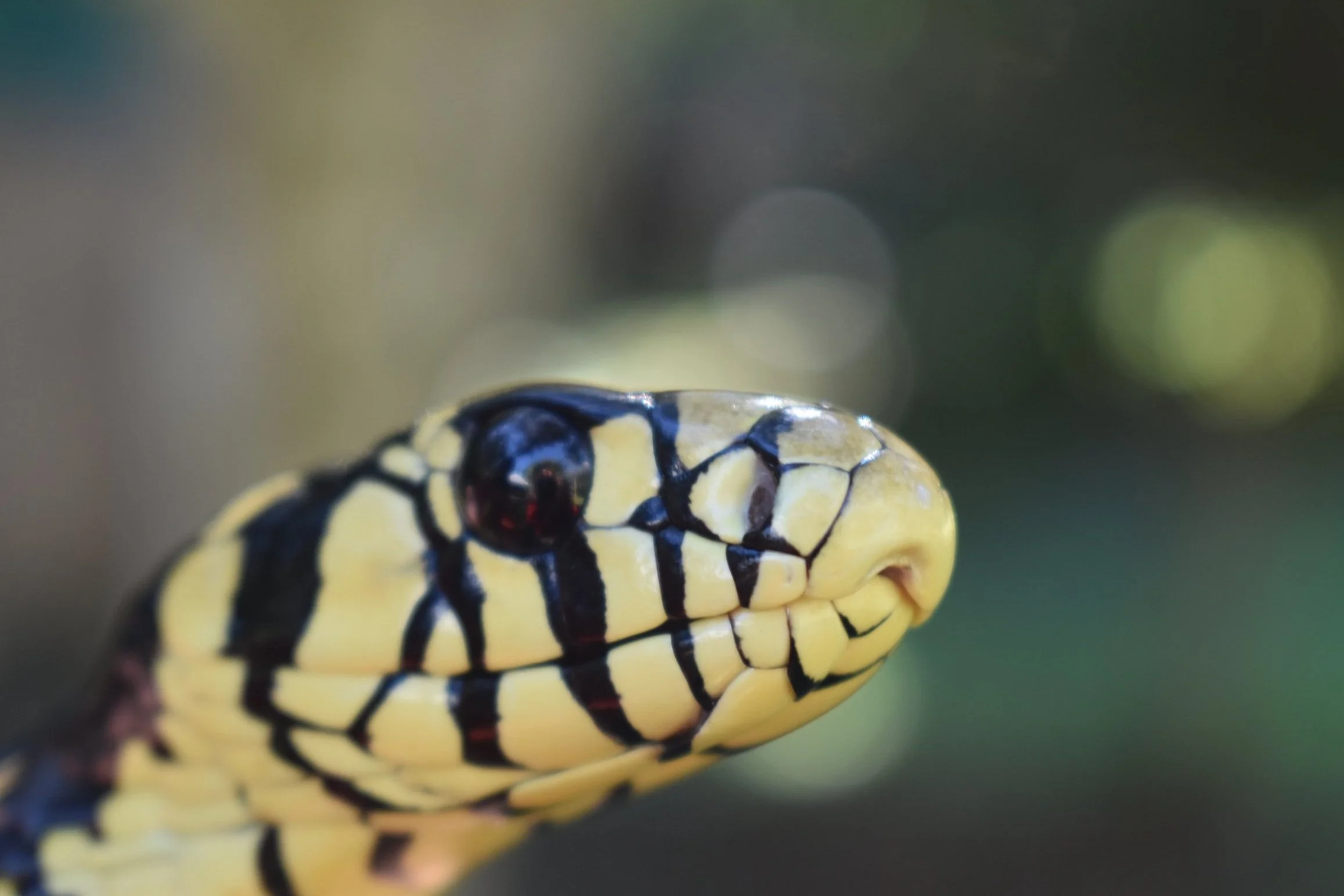 Herpetology &amp; Photography Expedition (12d/12n)