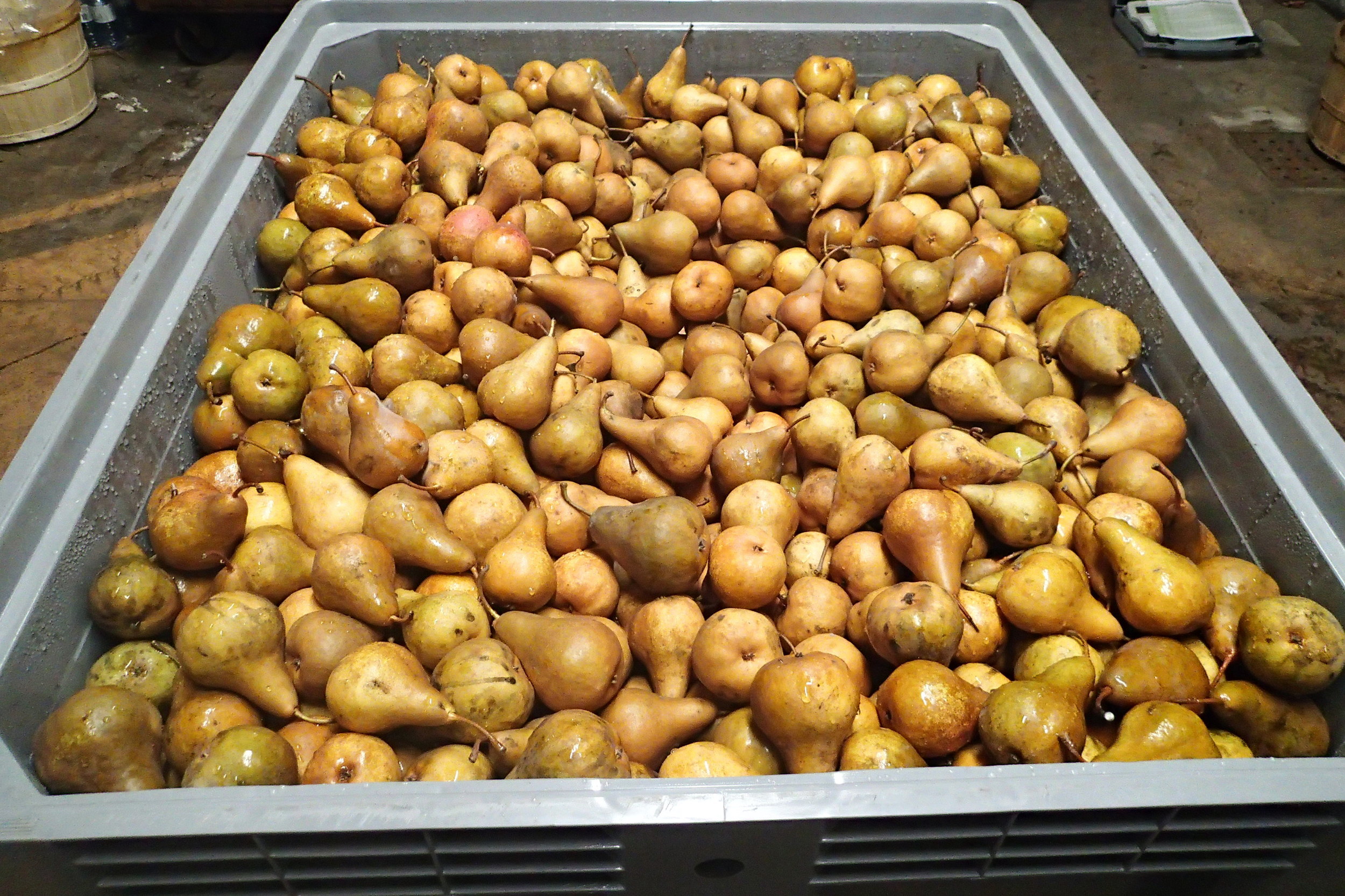 Bosc Pears