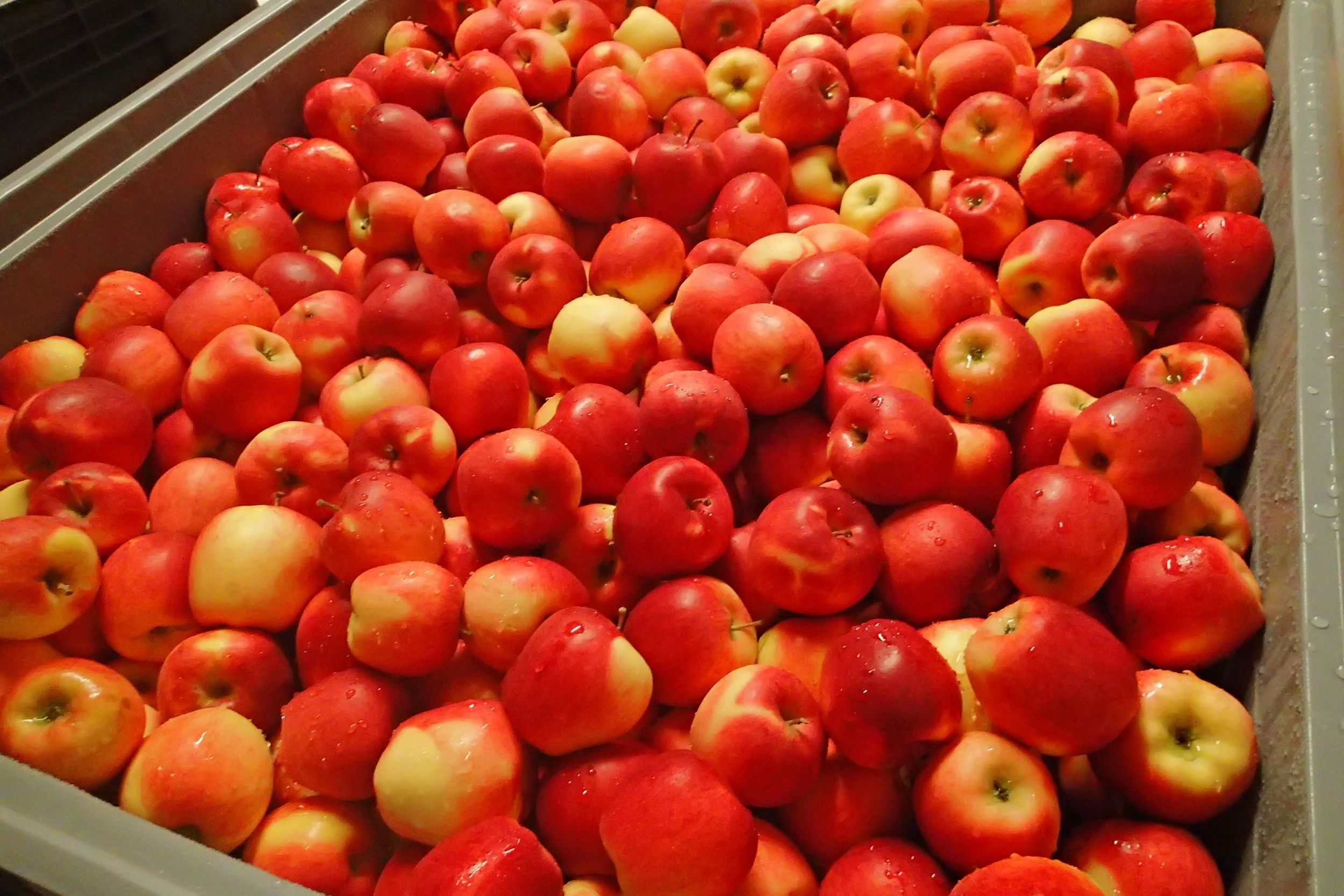 Ambrosia Apples