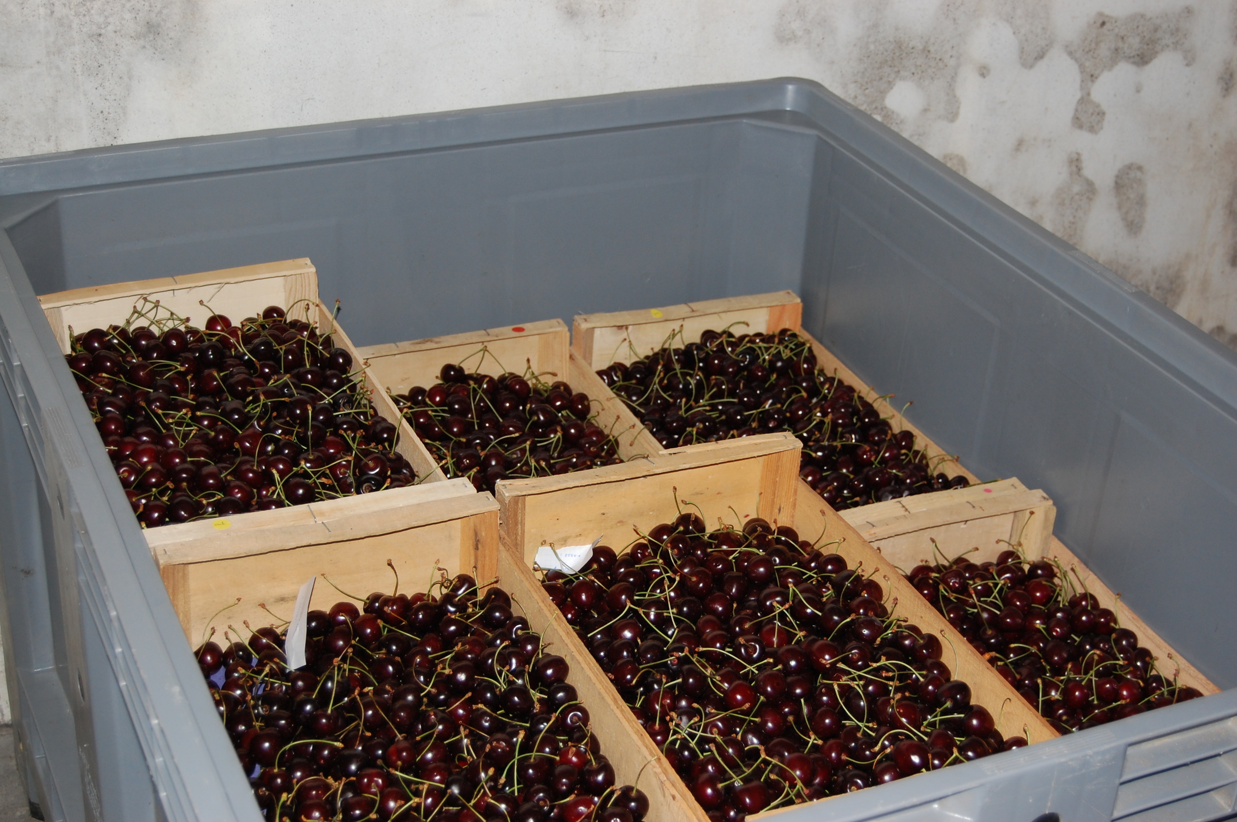 Cherries